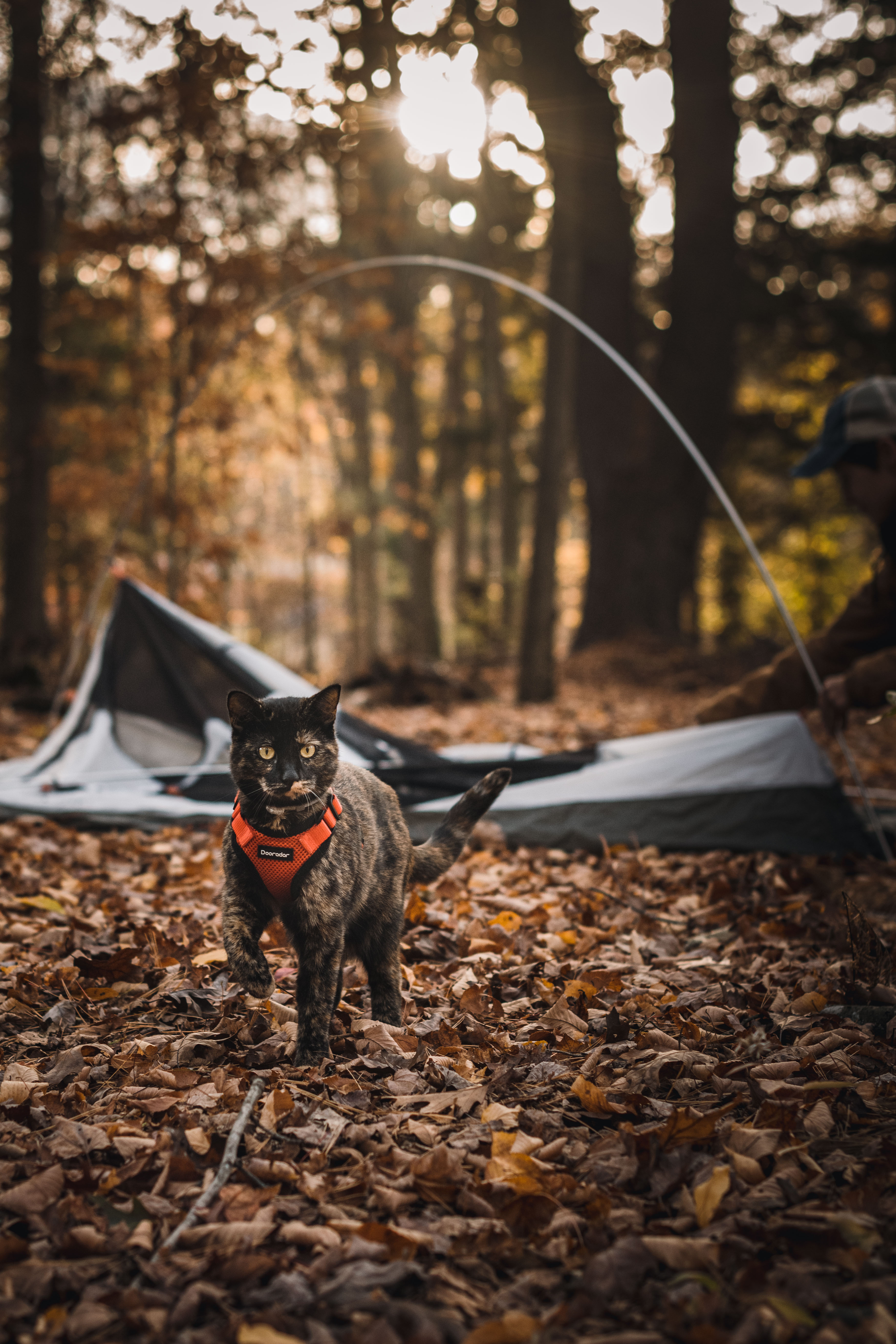 Our camping cat loved exploring!