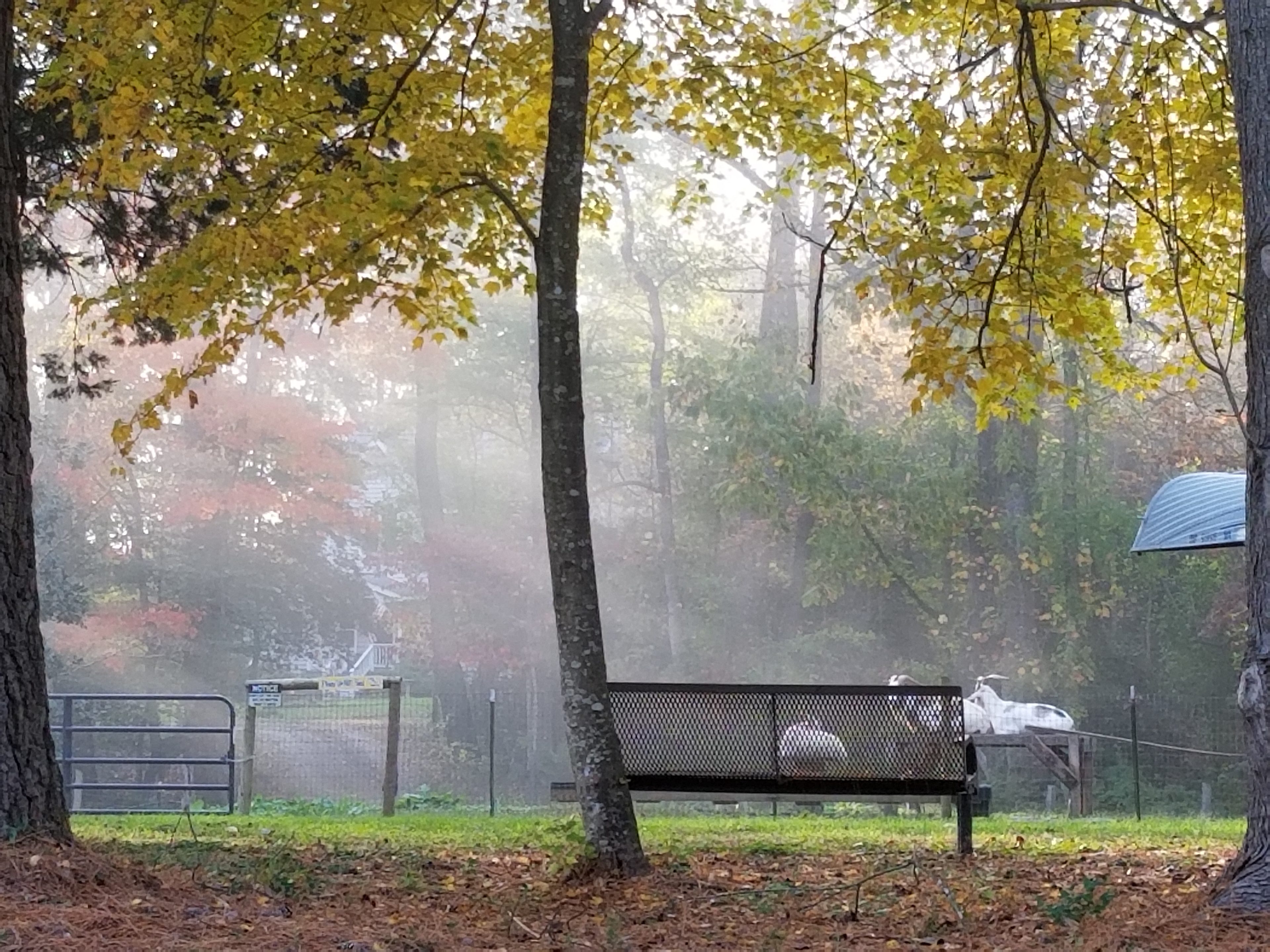 Foggy morning overlooking the goats and the park bench. Our neighbors walk up and enjoy sitting on this bench and talking to the goats; this make my heart happy!