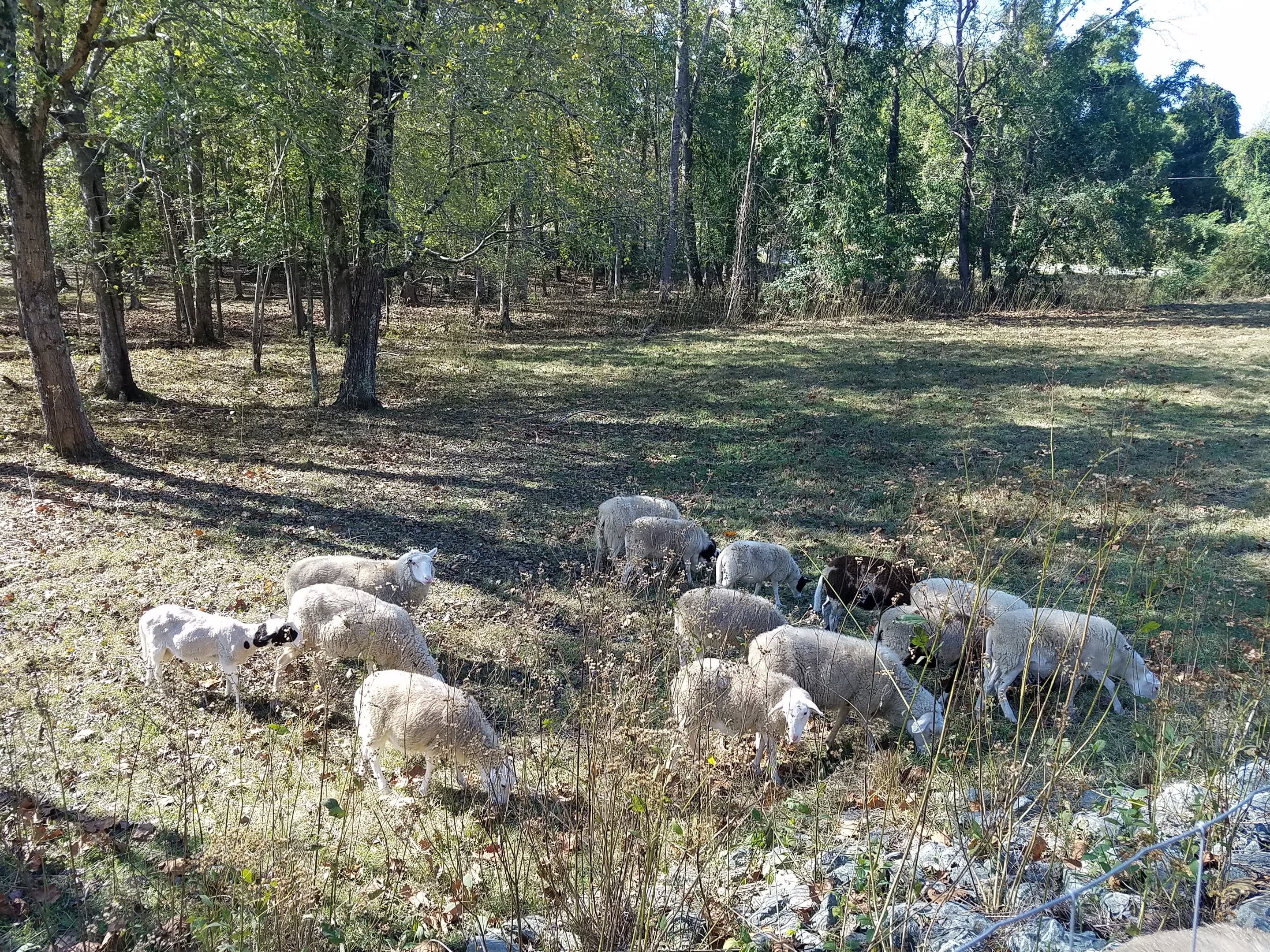Brookhaven Mill Farm (2 campsites)