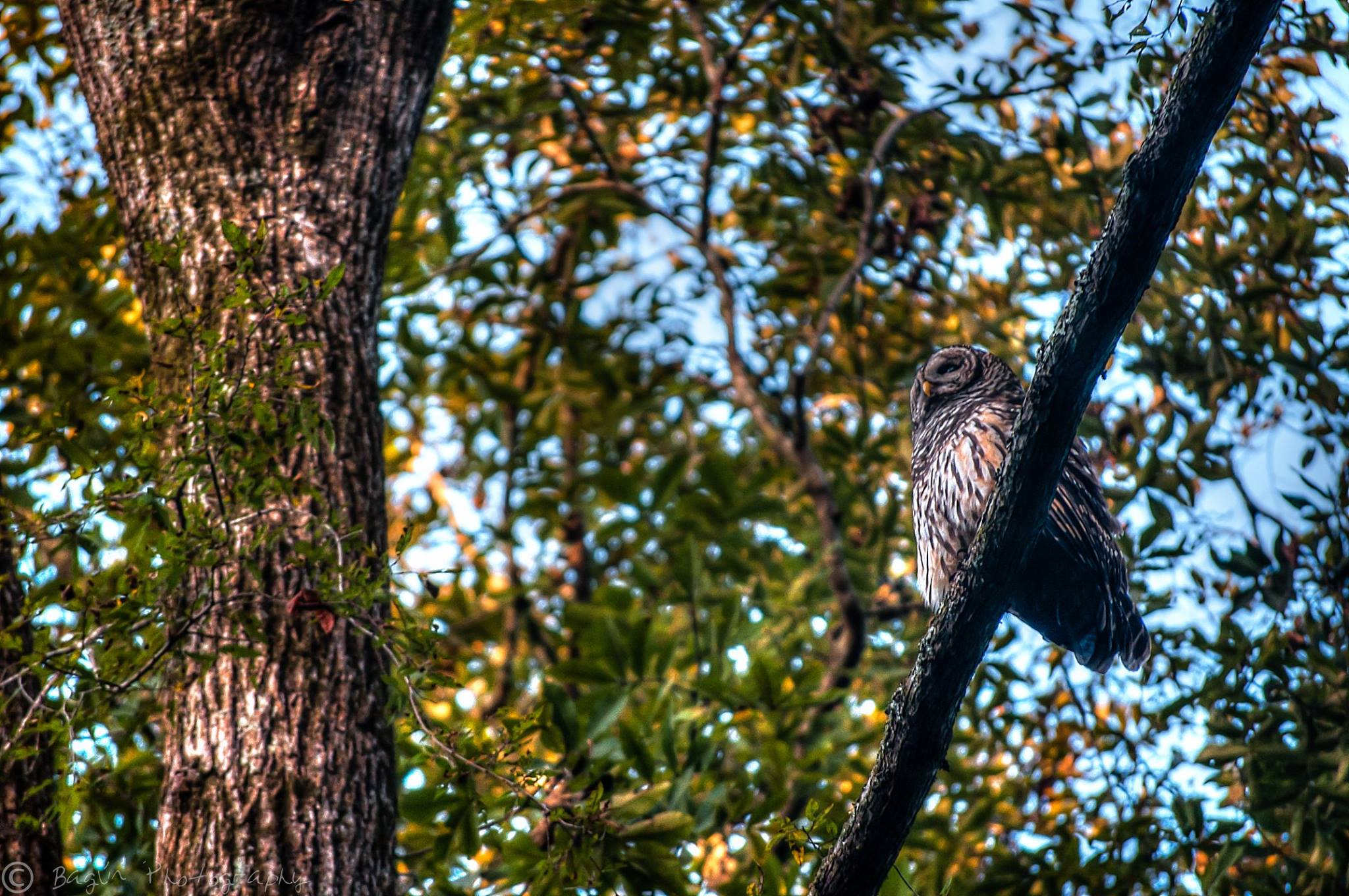 Watson Mill Bridge State Park