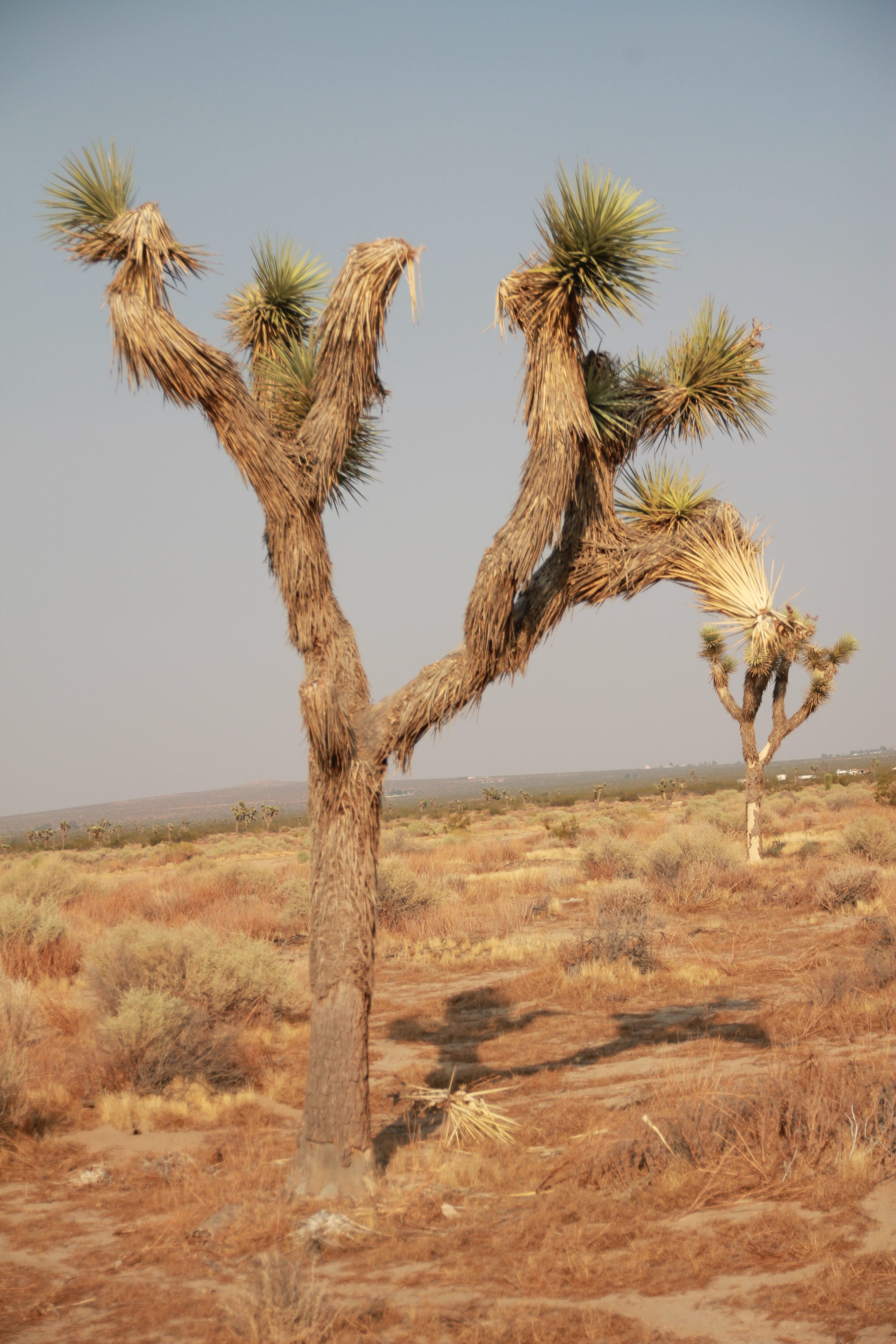 NOTICE !
DO NOT CUT OR OTHERWISE DESTROY THE TREE'S OR PLANT'S !!!!!!
IT'S THE LAW >>>