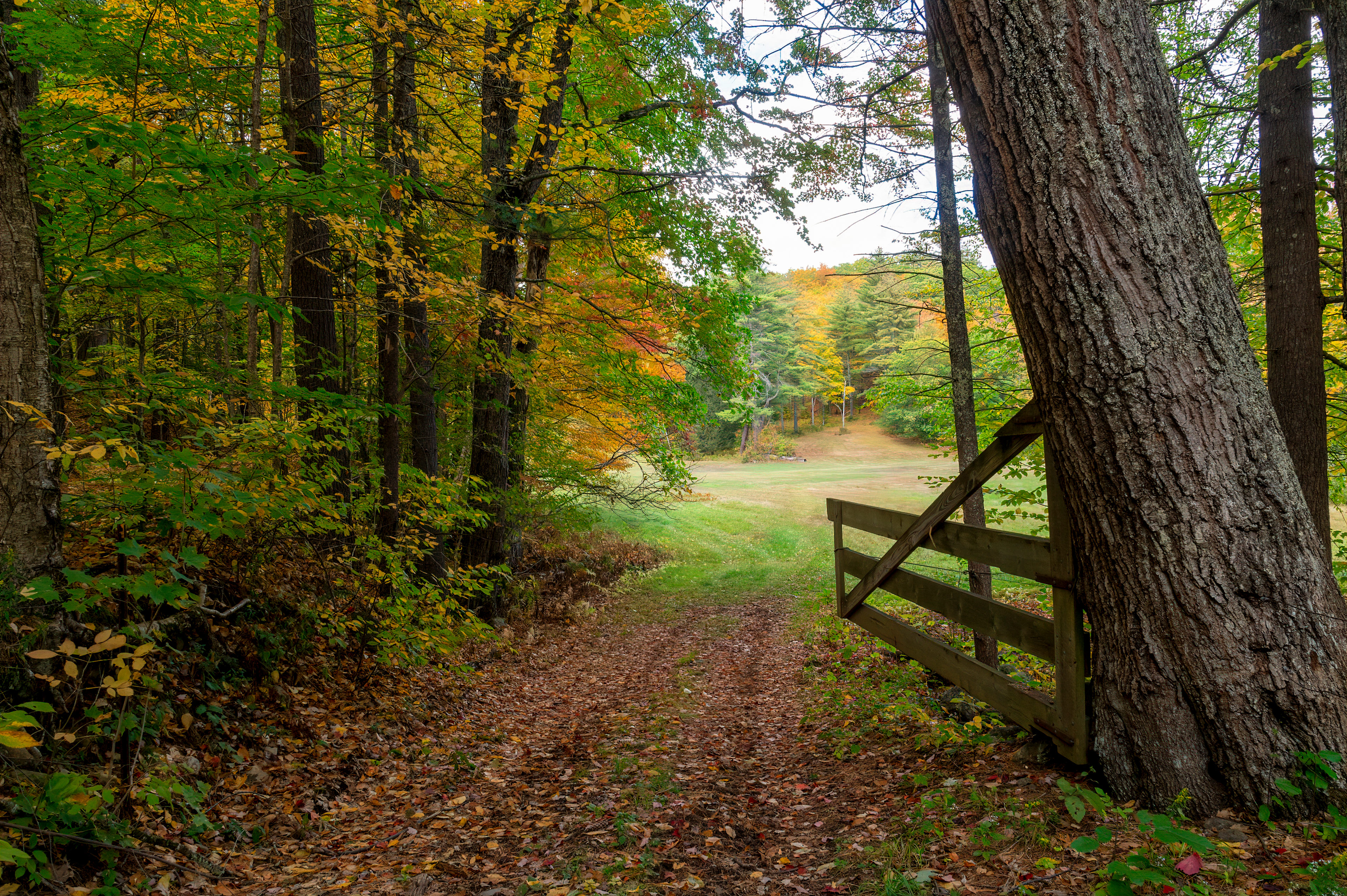 Entry from the wooded sites, to the meadow sites