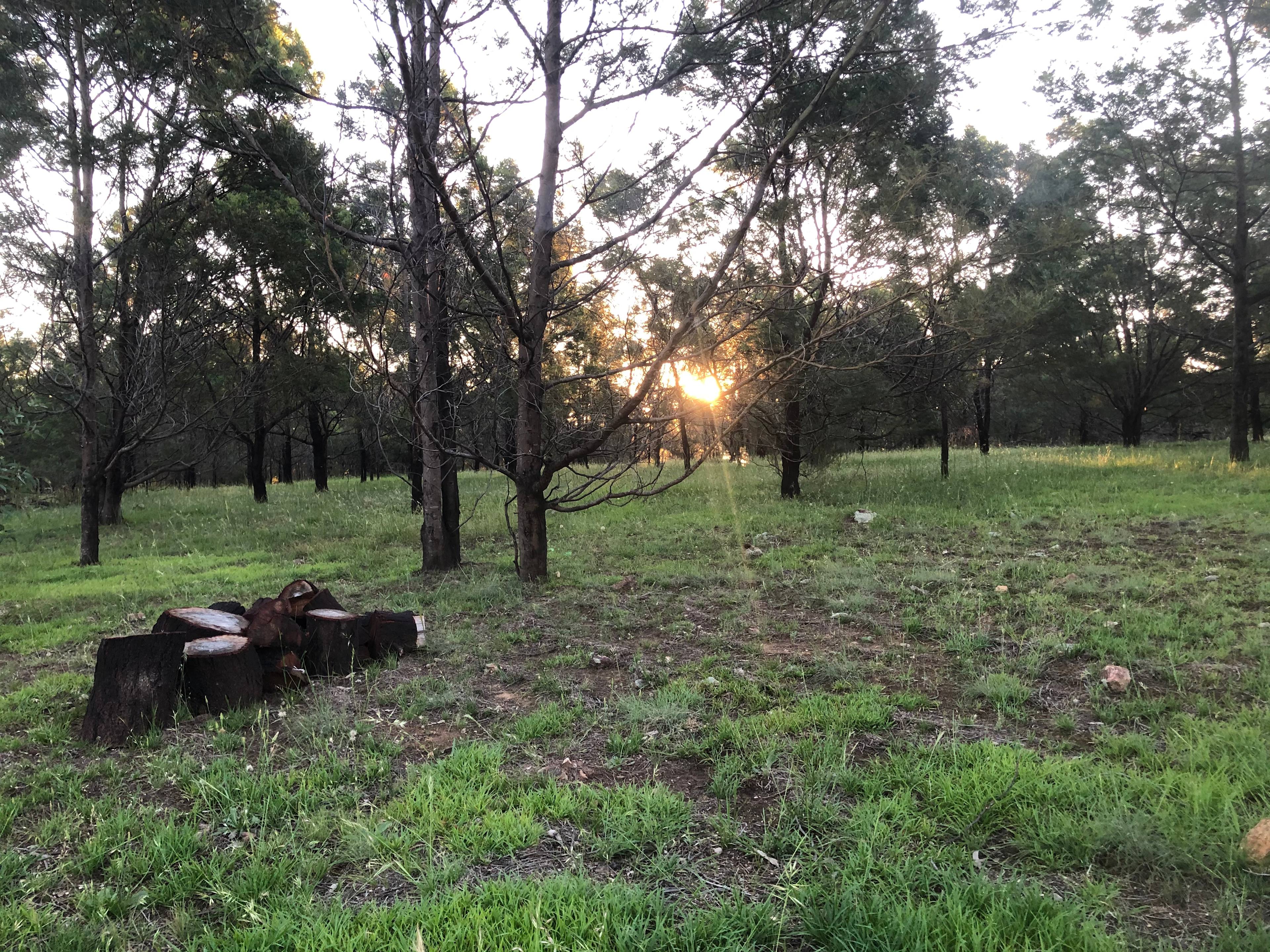 Wombat Flat campsite has plenty of shade.  Wood is provided to all campsites.