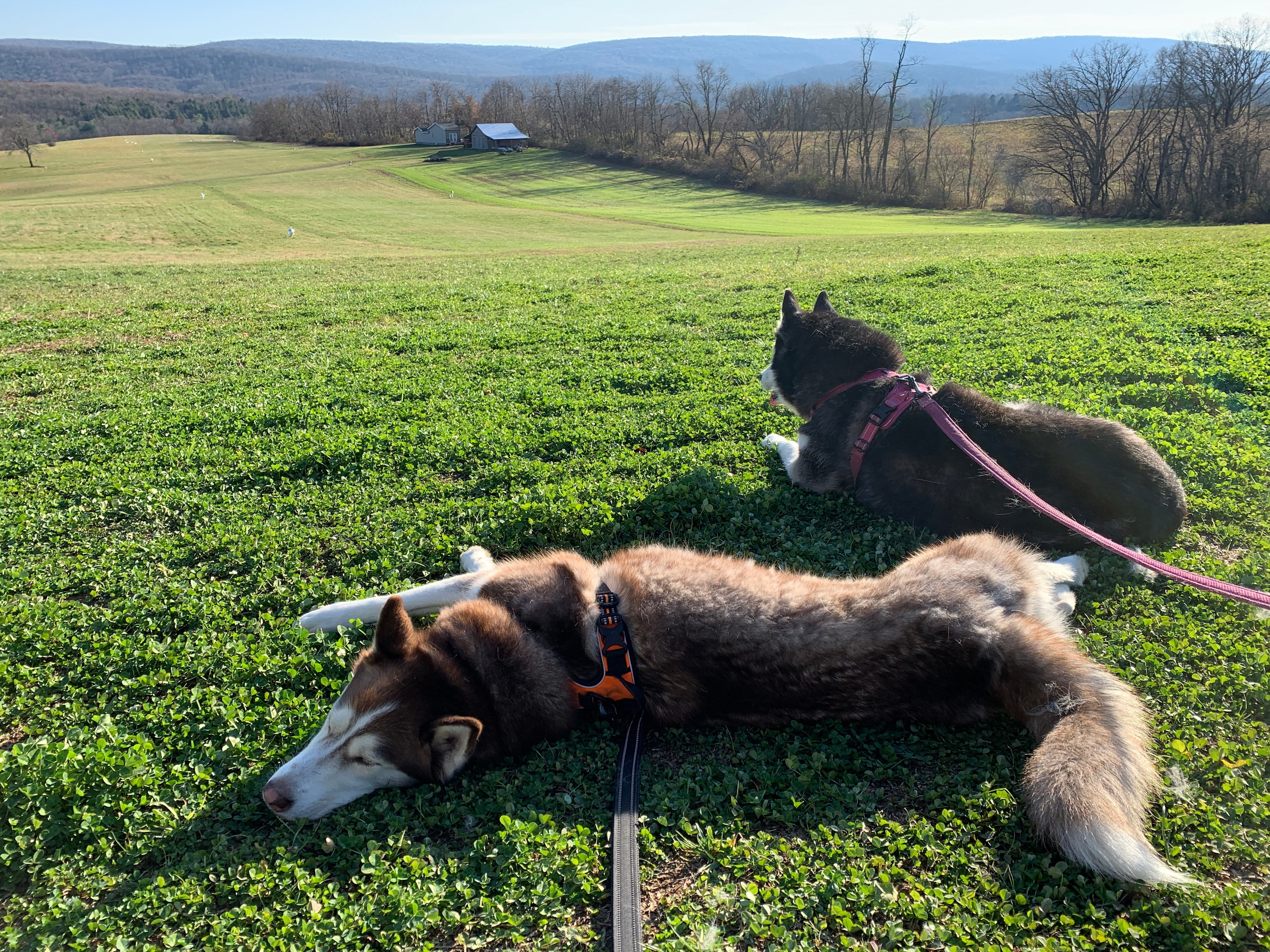 Our pups loved sitting at the top of the runway looking down the hill at any critters that decided to cross or walk along the tree line.