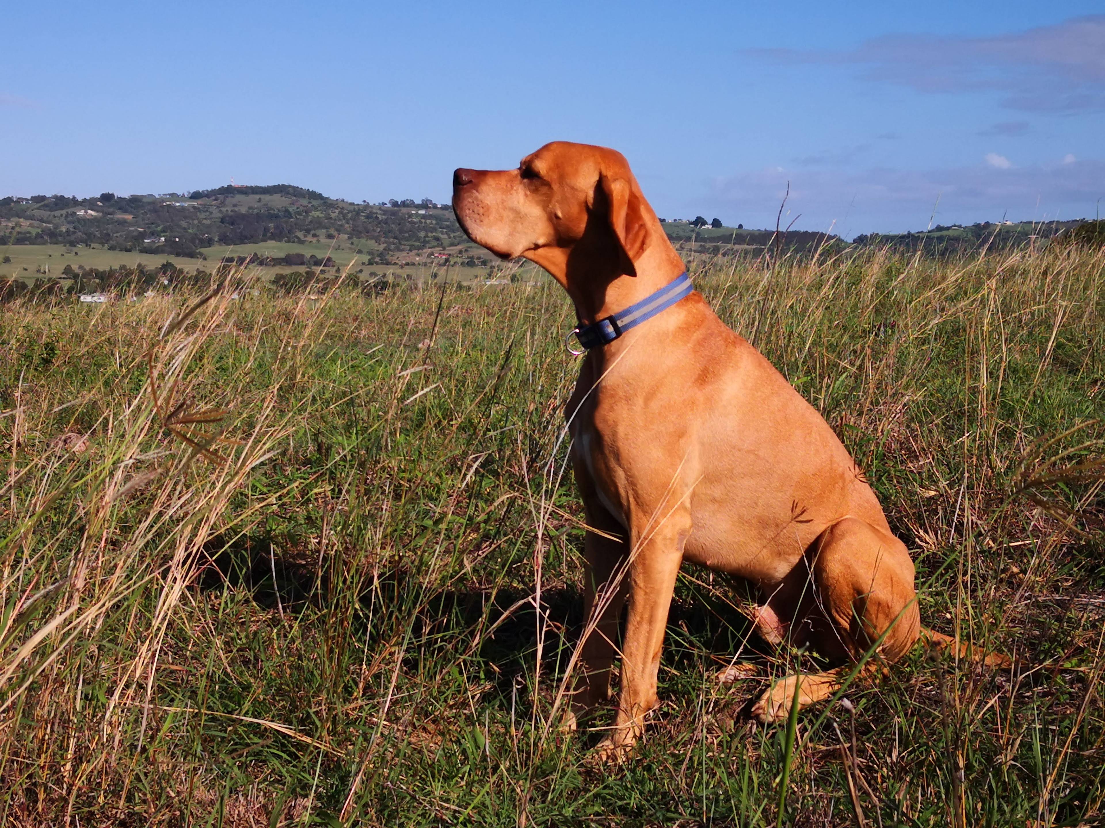 Field of Dreams, Haigslea