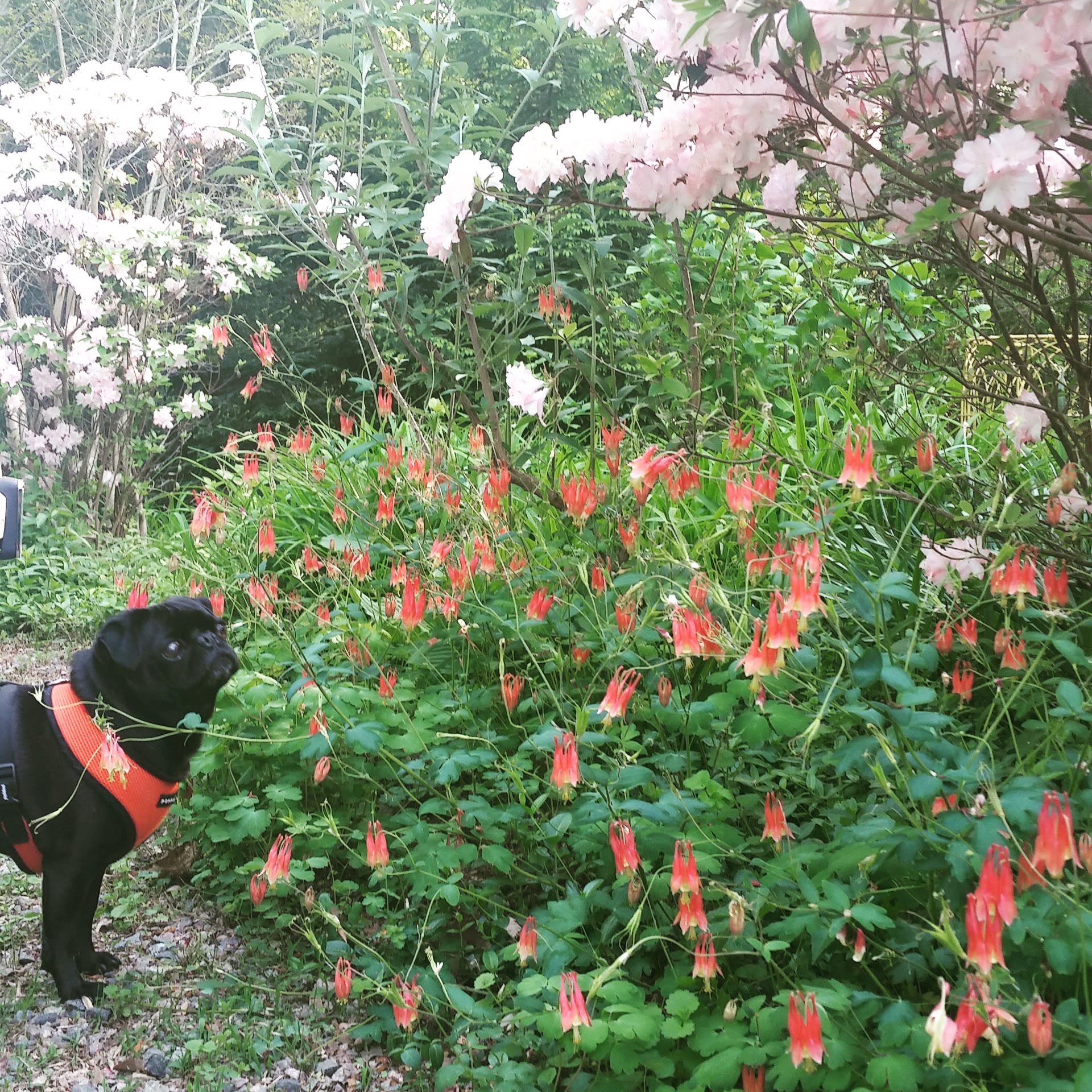 Easy Wind Farm in the beautiful NNK
