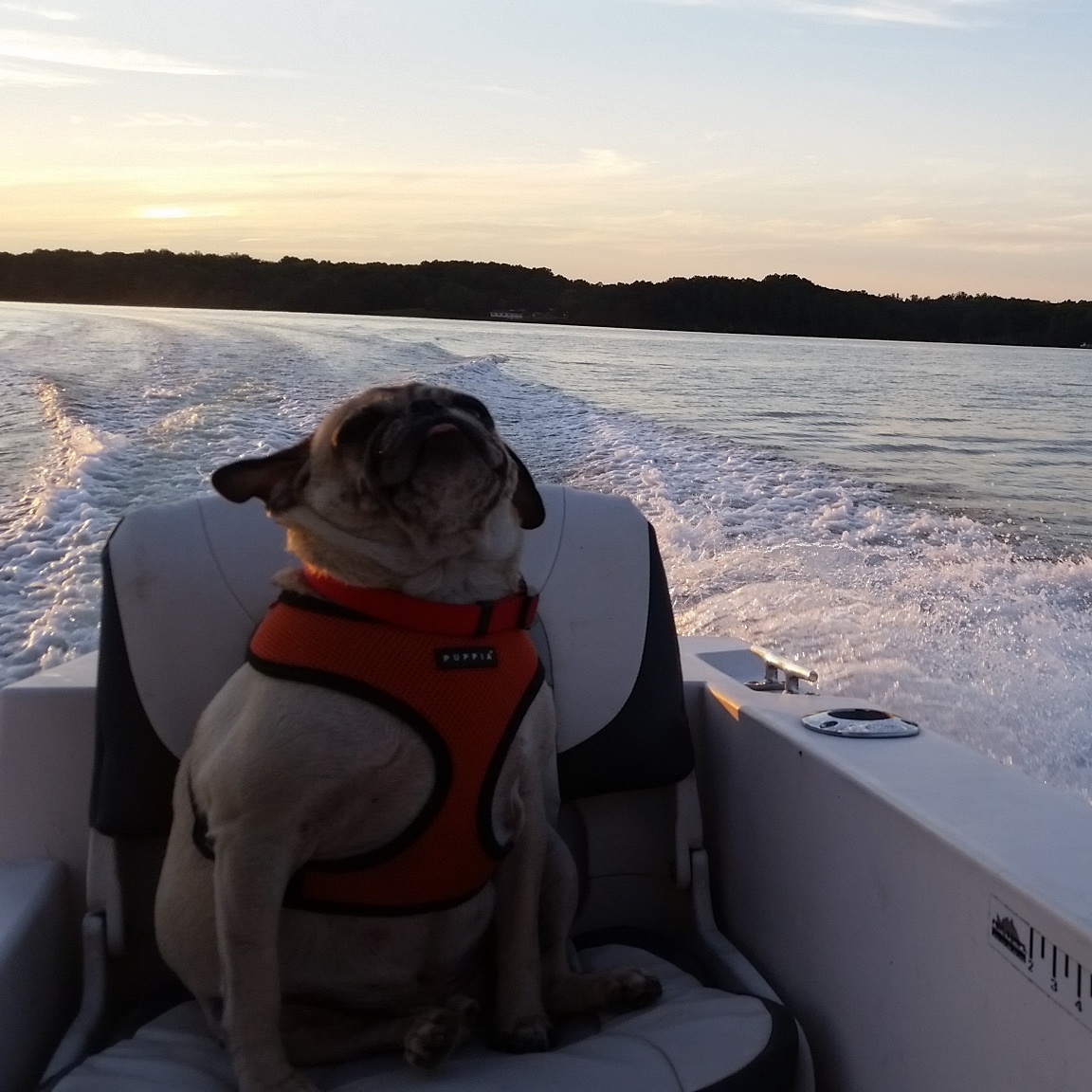 The Northern Neck of VA is an amazing place to live and explore!