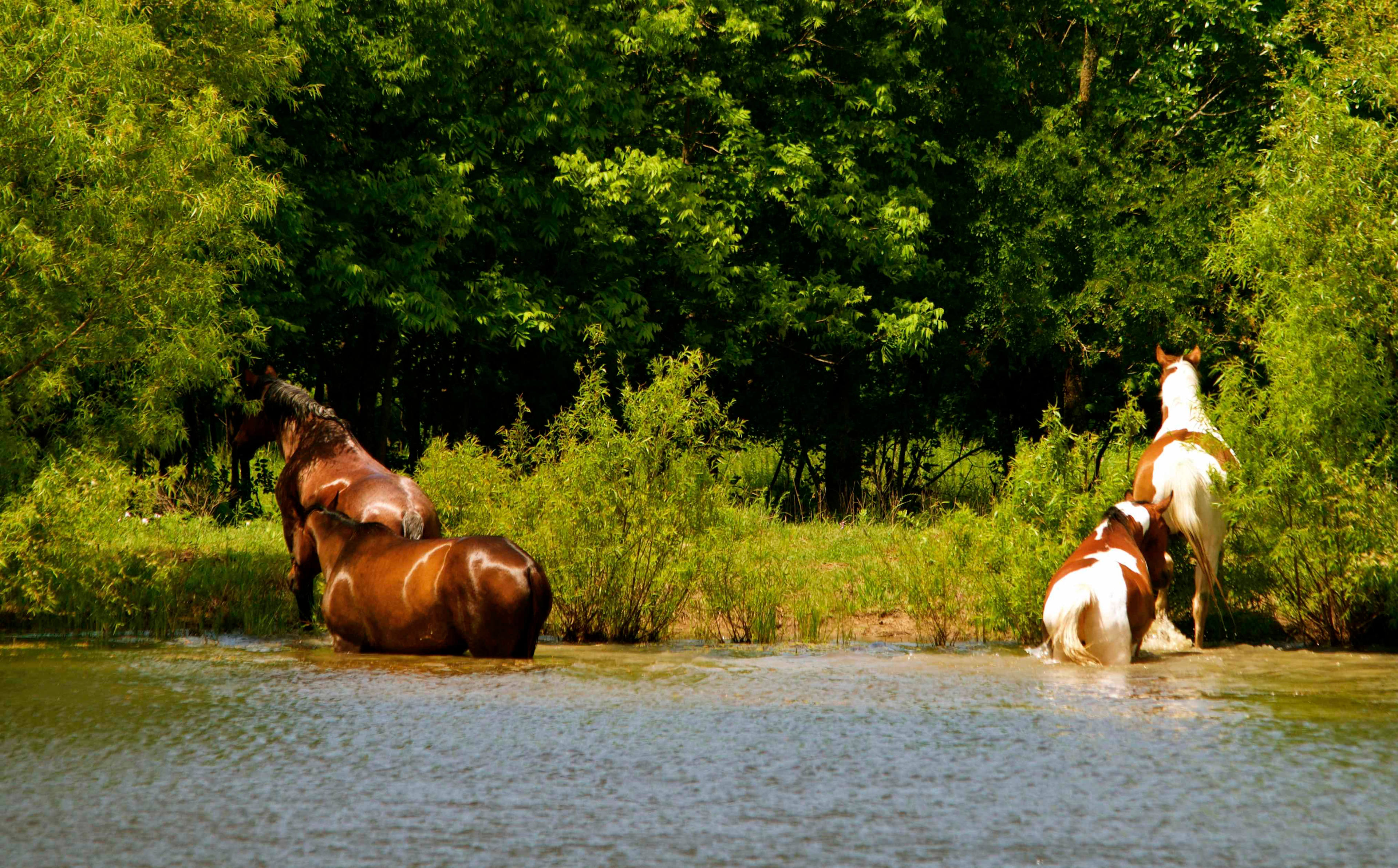 The Free Range Horses love a Pond Splash