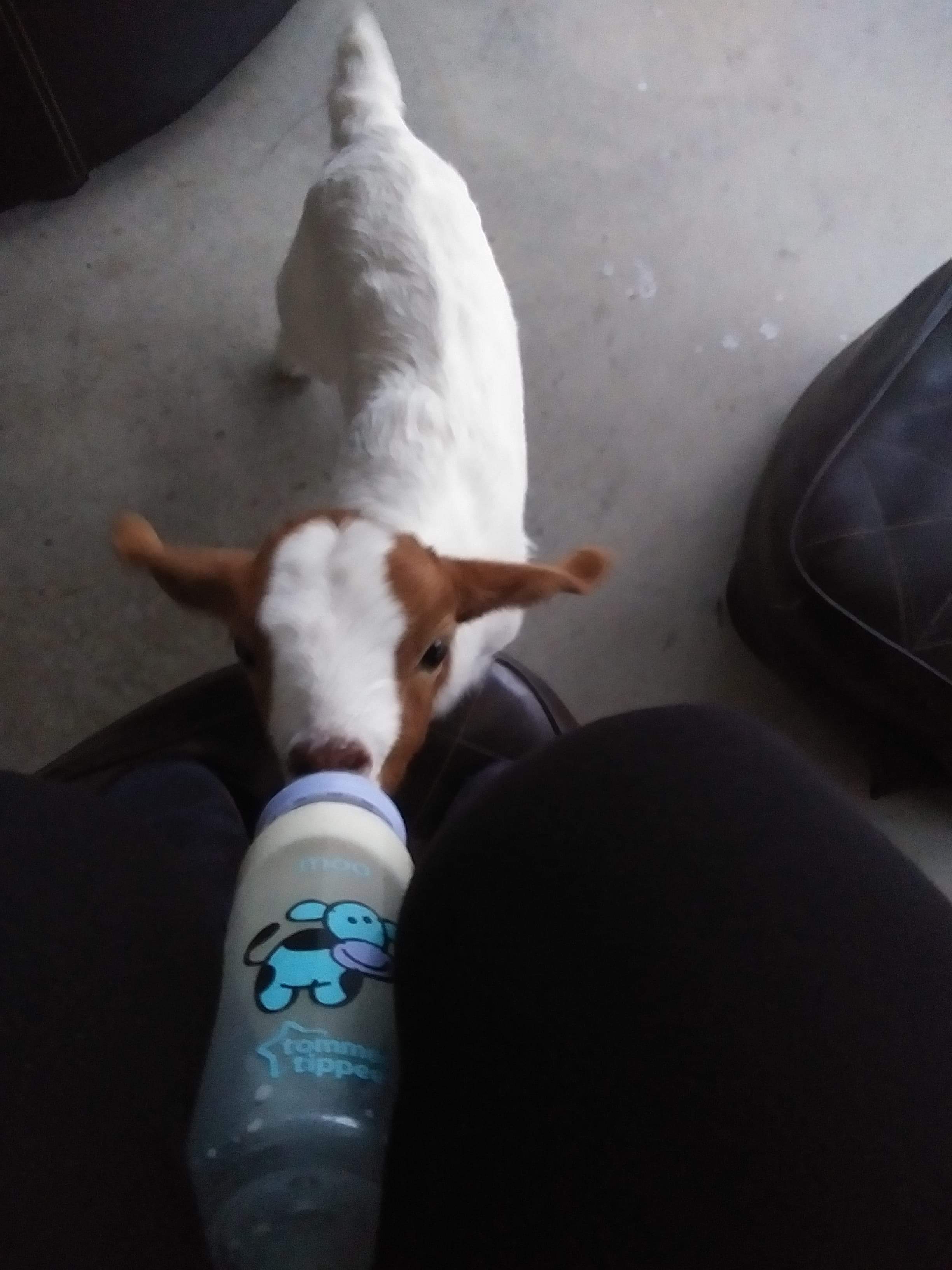 Sometimes we need help feeding abandon baby animals - we welcome kids (and big kids) to come help with these nicer farm duties