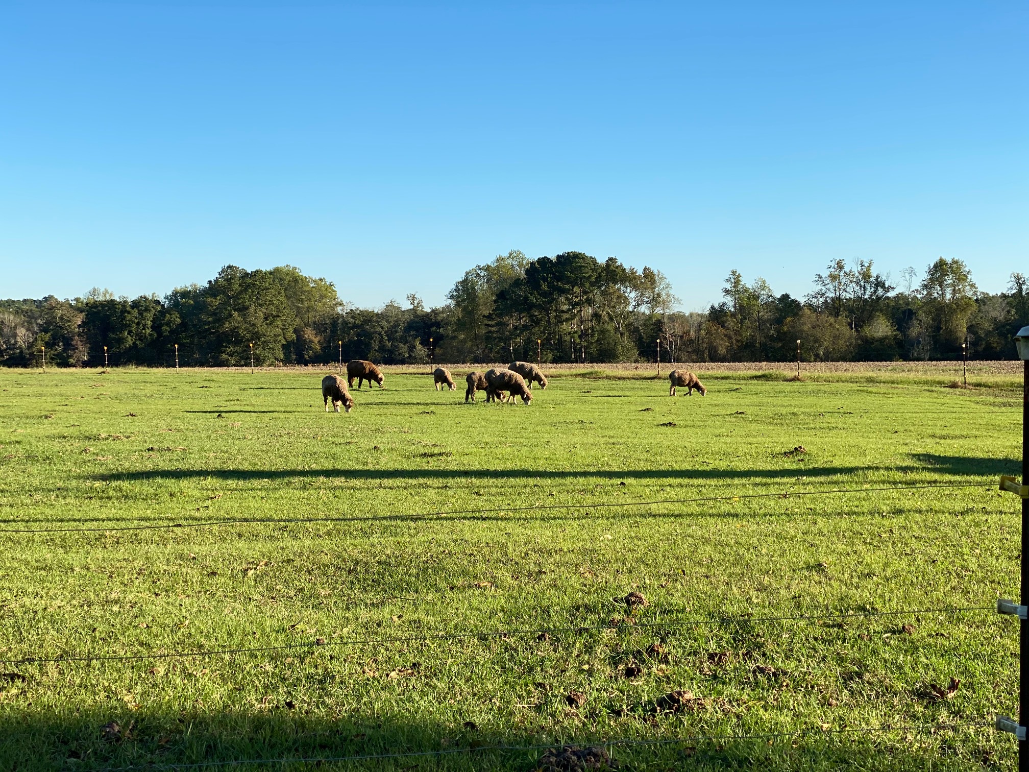 Pecan Orchard