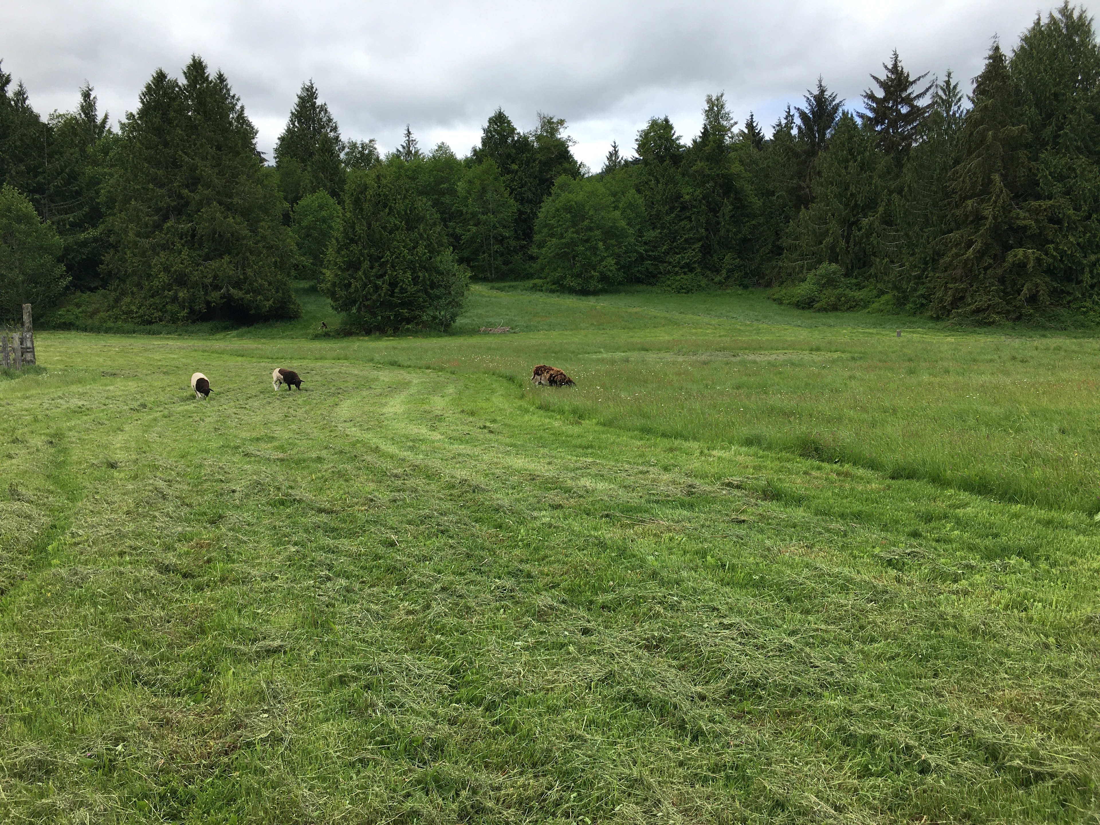 High Hopes Farm