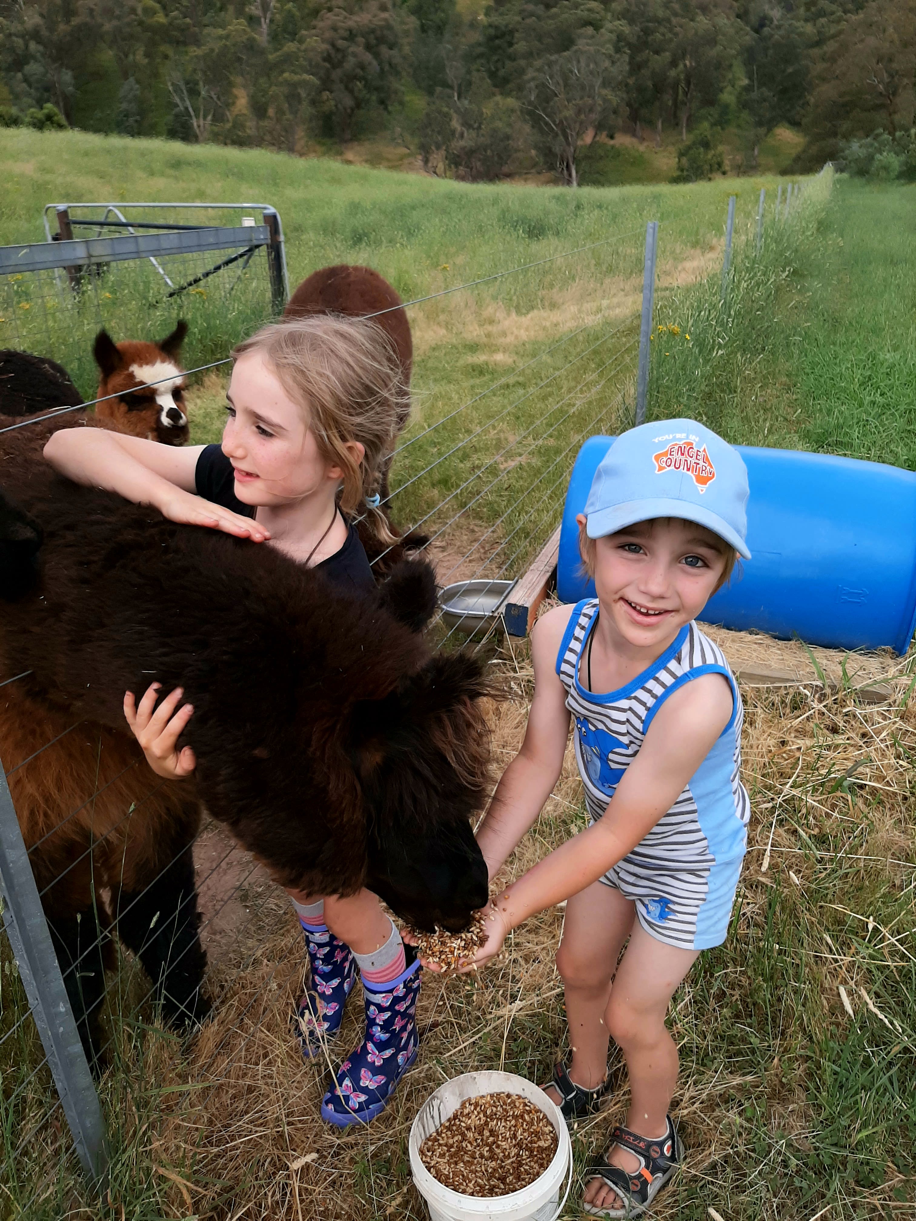 Hand feeding alpacas.