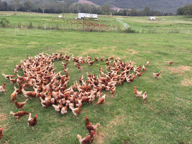 Kenilworth Free Range Farm