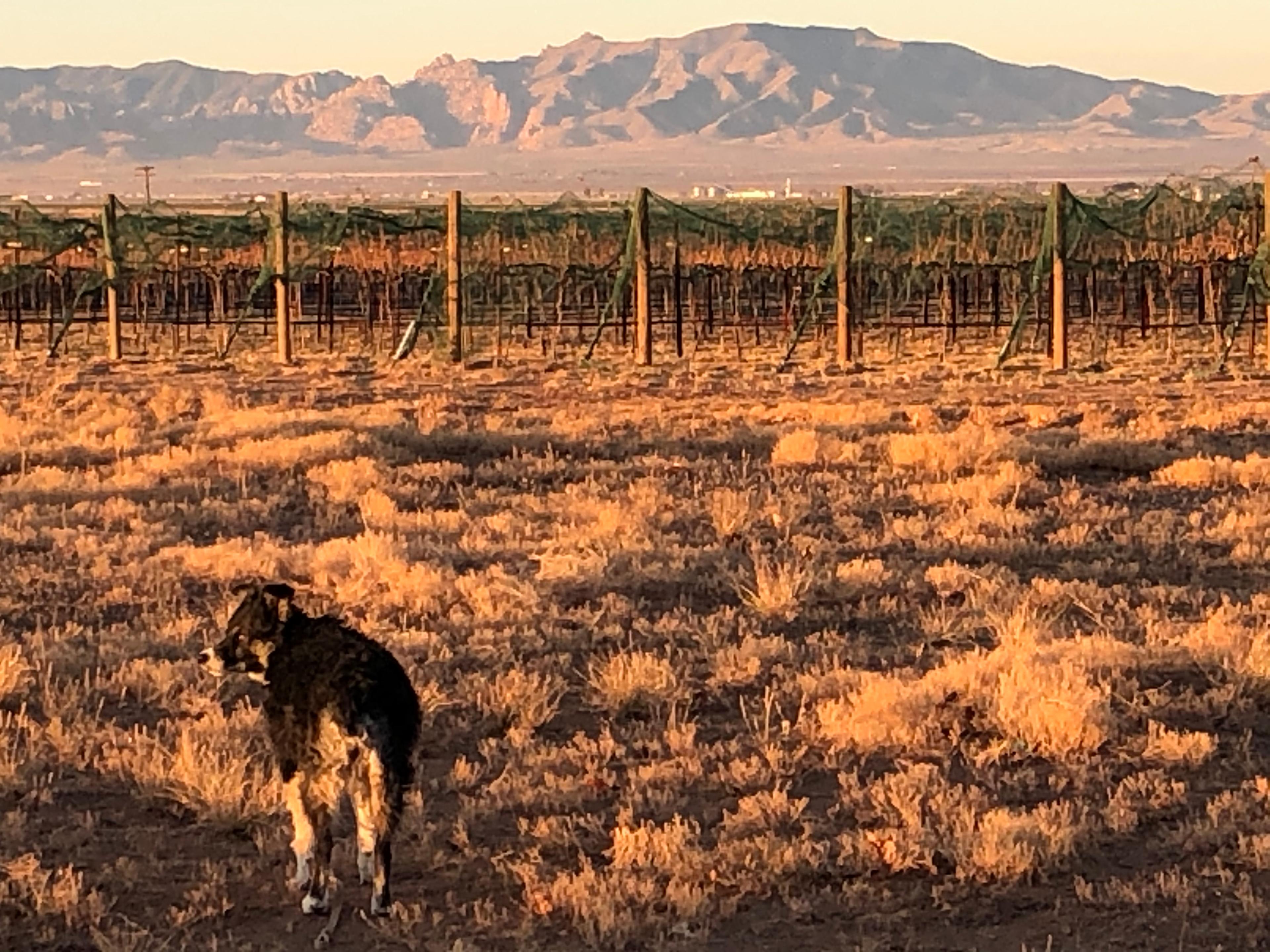 Birds and Barrels Vineyards