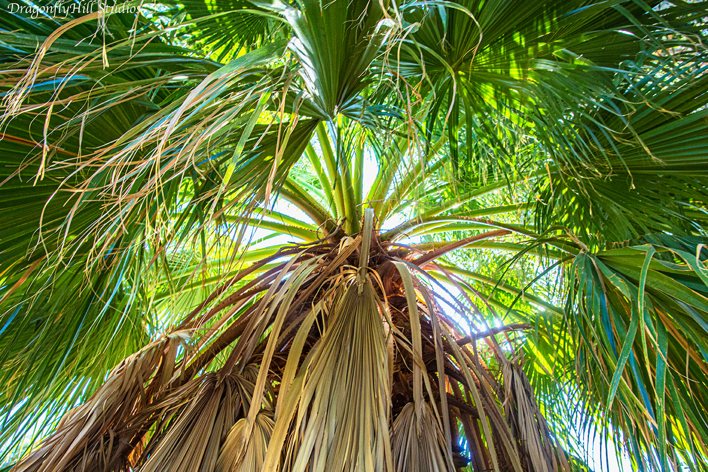 DragonflyHill Desert Farm