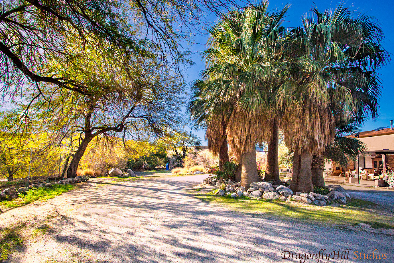 DragonflyHill Desert Farm