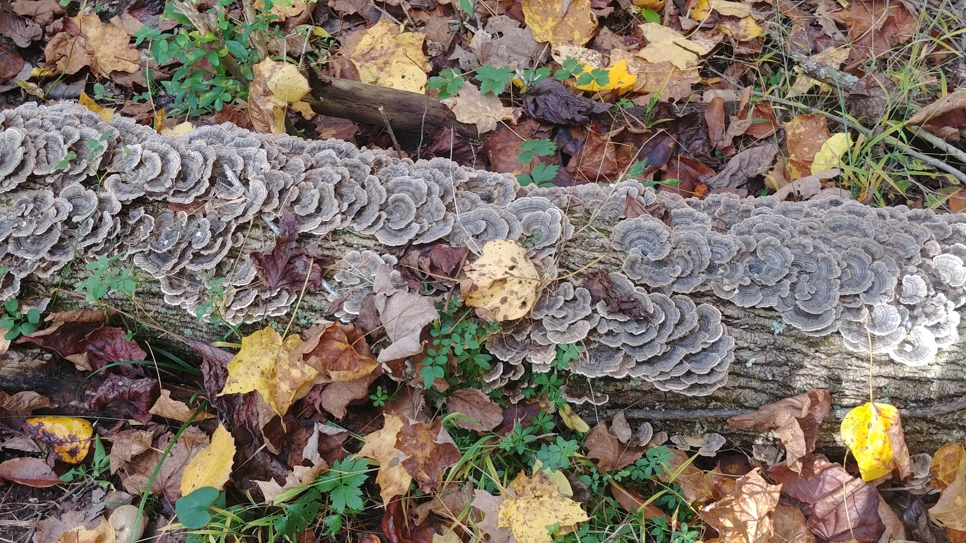 Turkey Tail