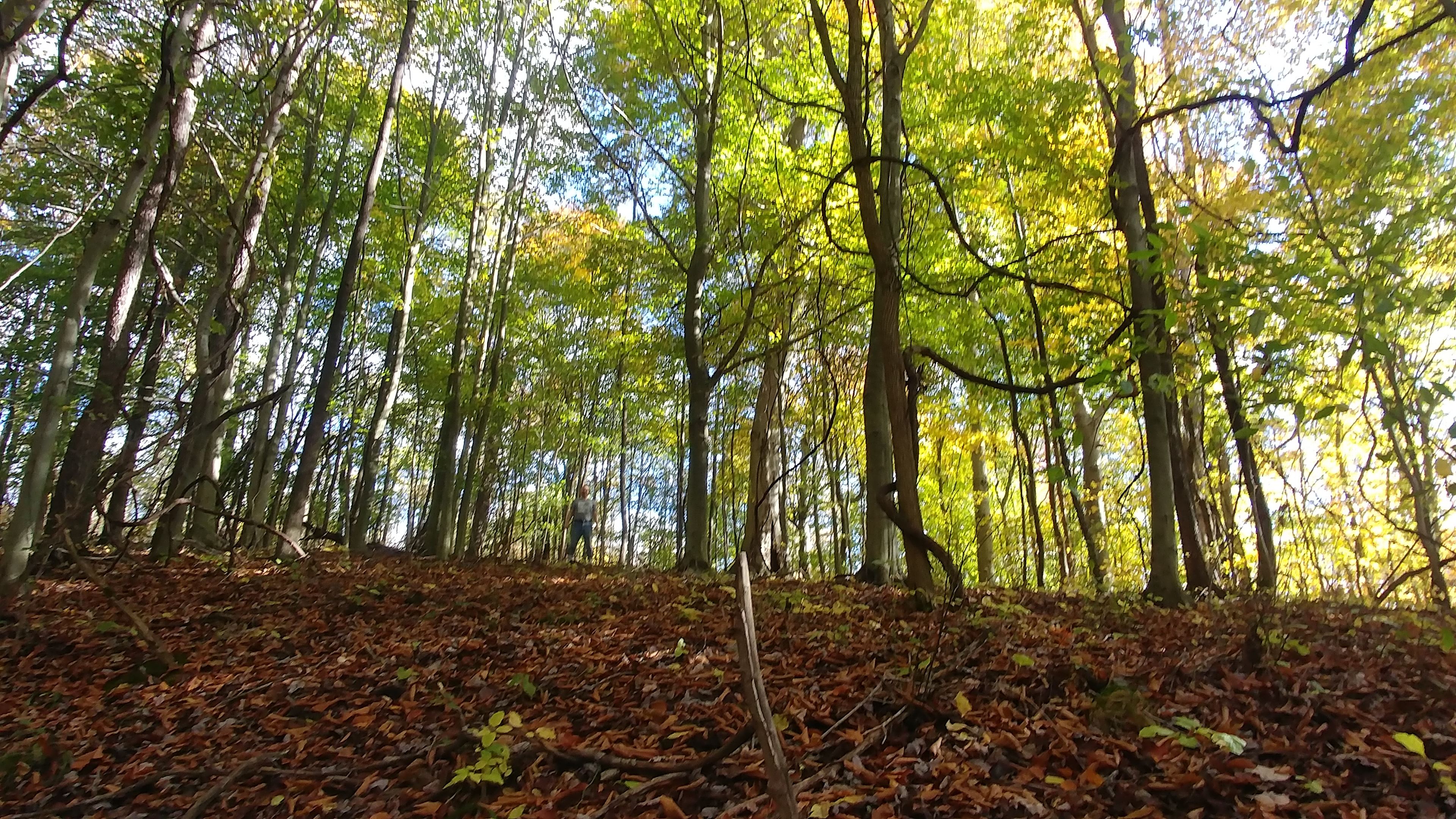 Mature woods at back of property. Requires a short hike.