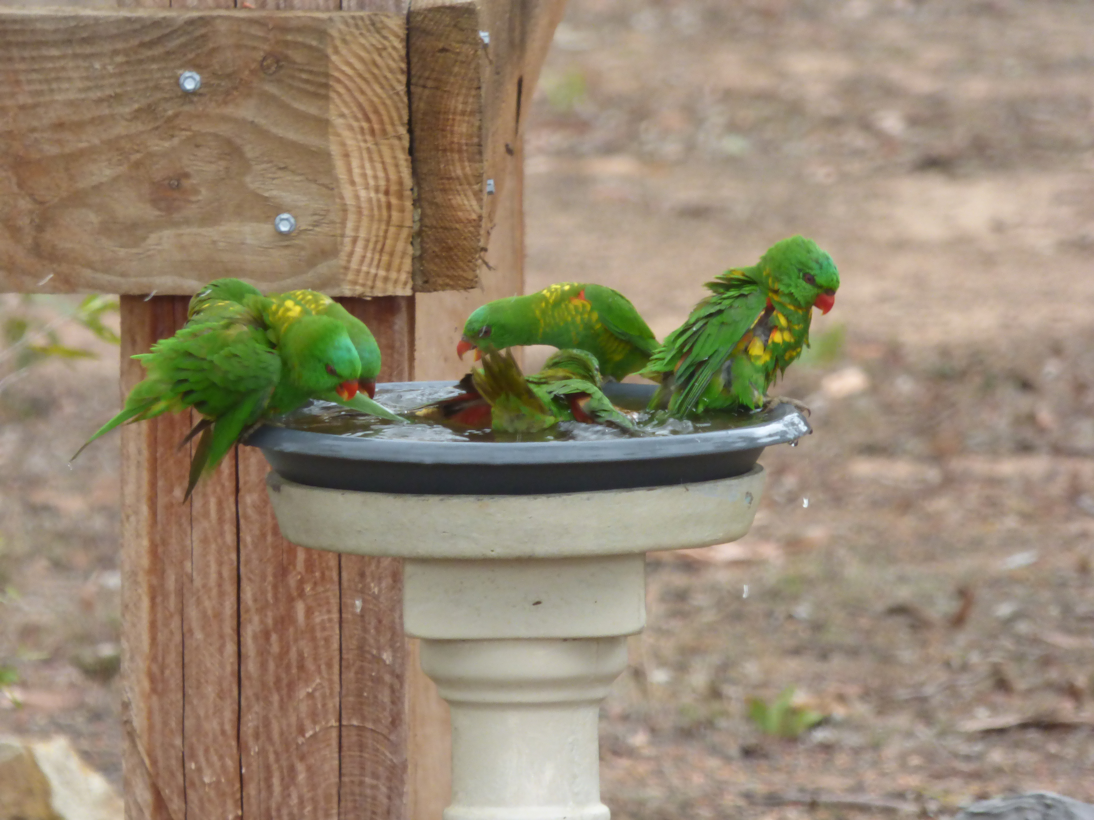Peaceful Bush Camp-Wrinkles