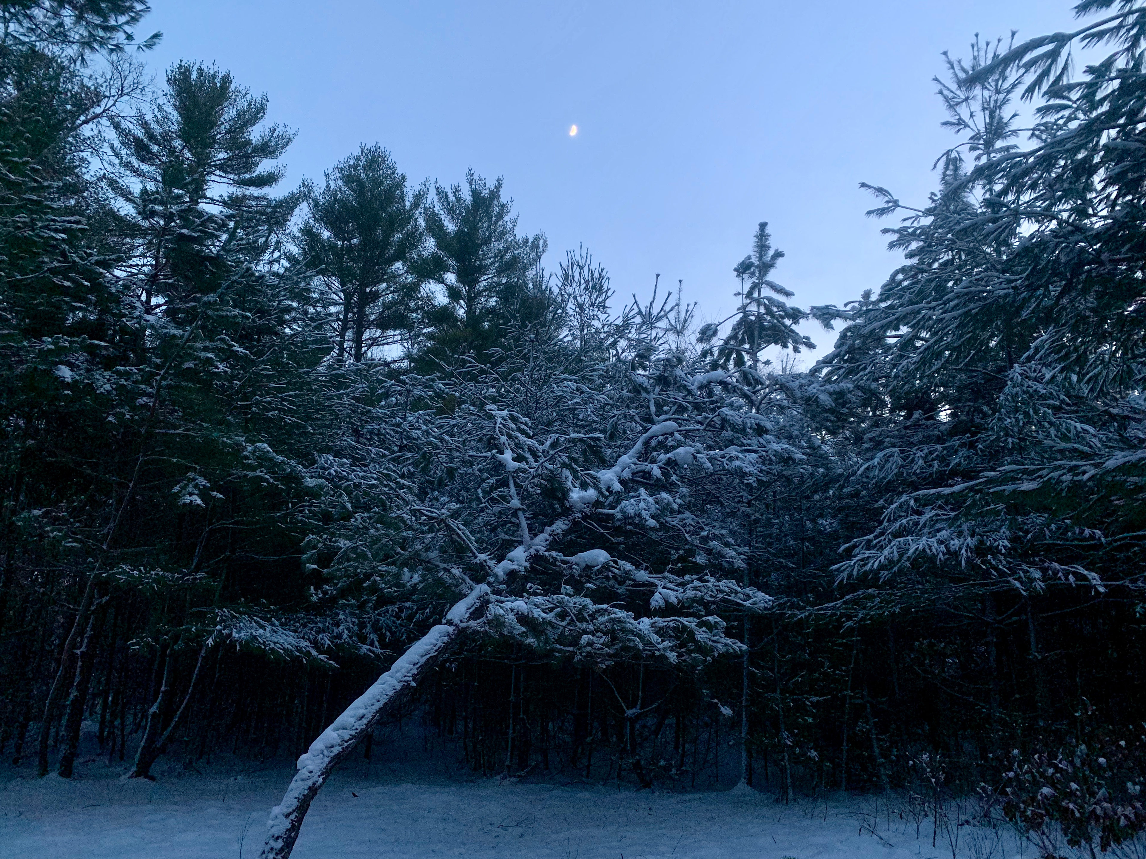 Entry point to little trail system on the property among the short pines during sunset after a snow storm. 