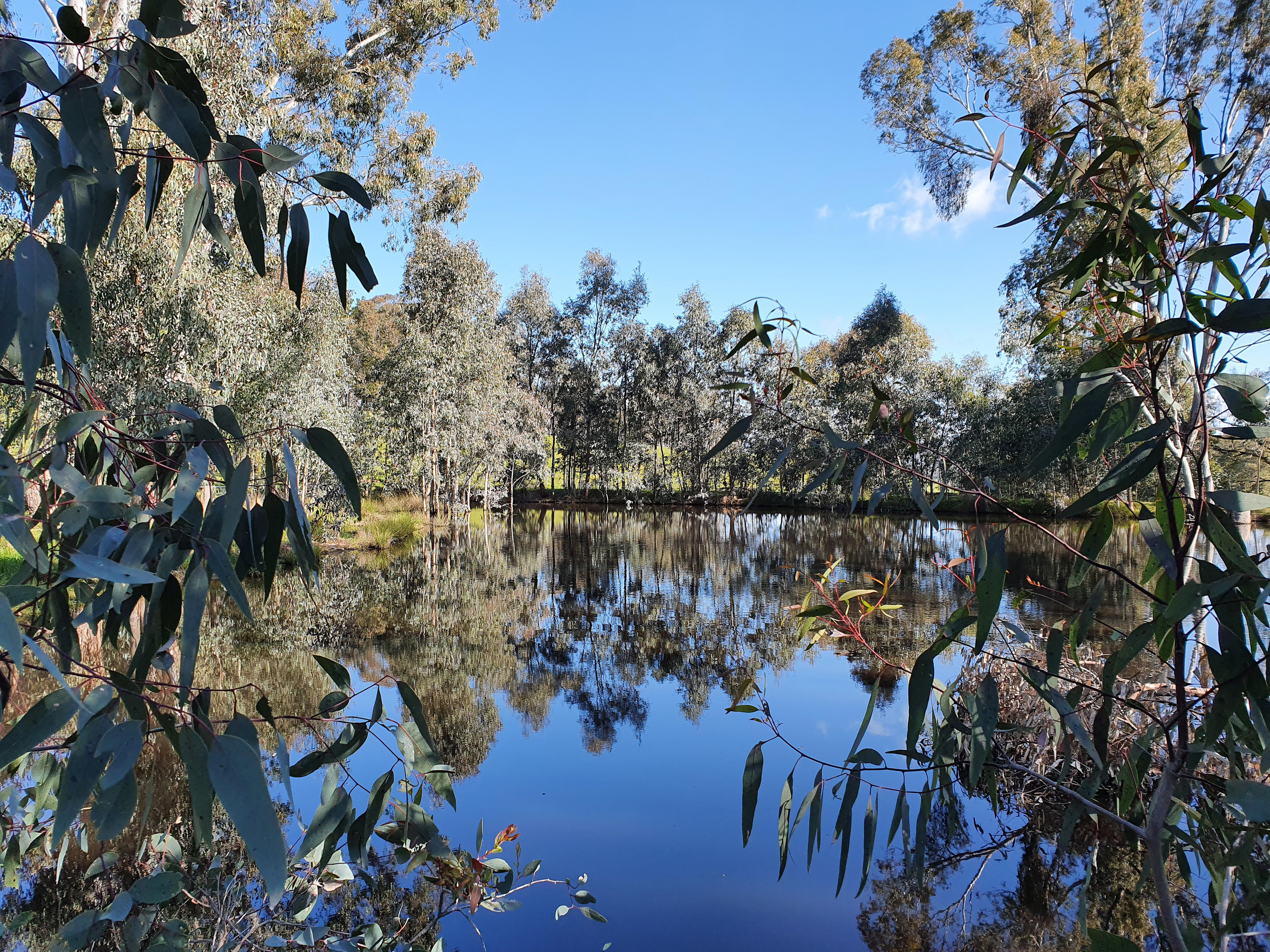 The spring-fed dam - fenced off from stock.  Wonderful spot to sit at twilight under the River Red Gums to observe sugar gliders, owls and other native animals.