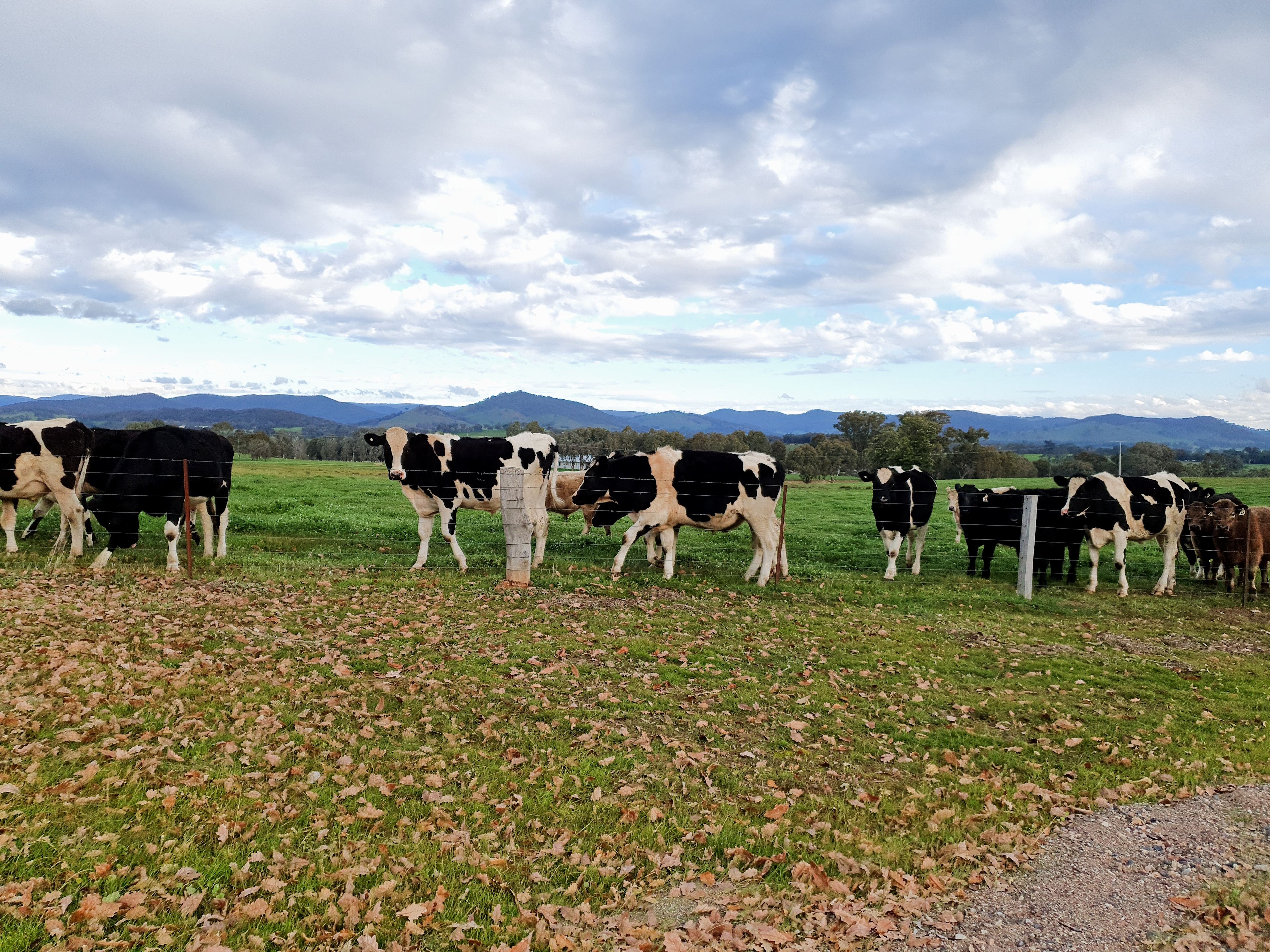 Molyullah Farm