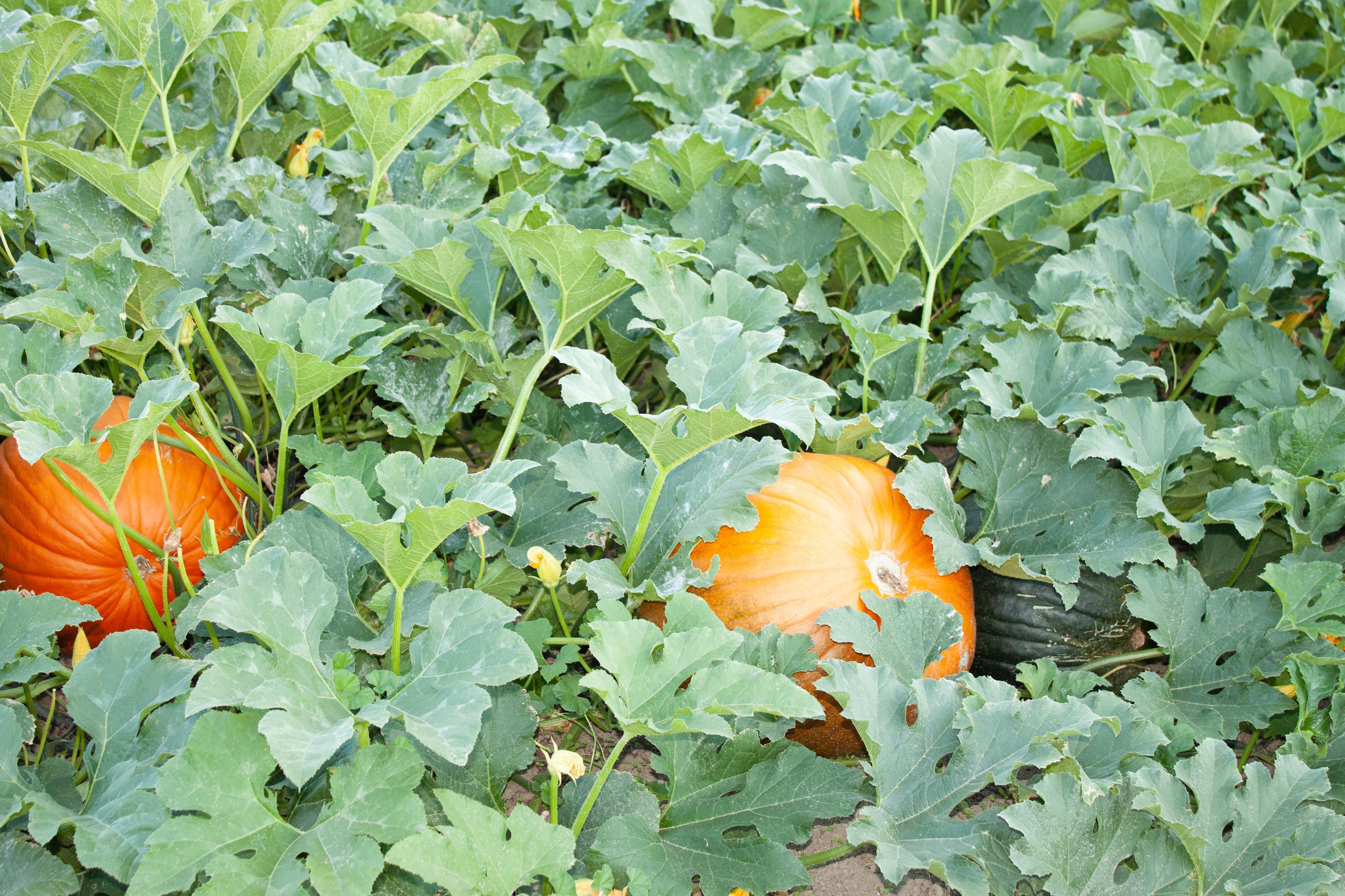 Summerhill Farm and RV Park