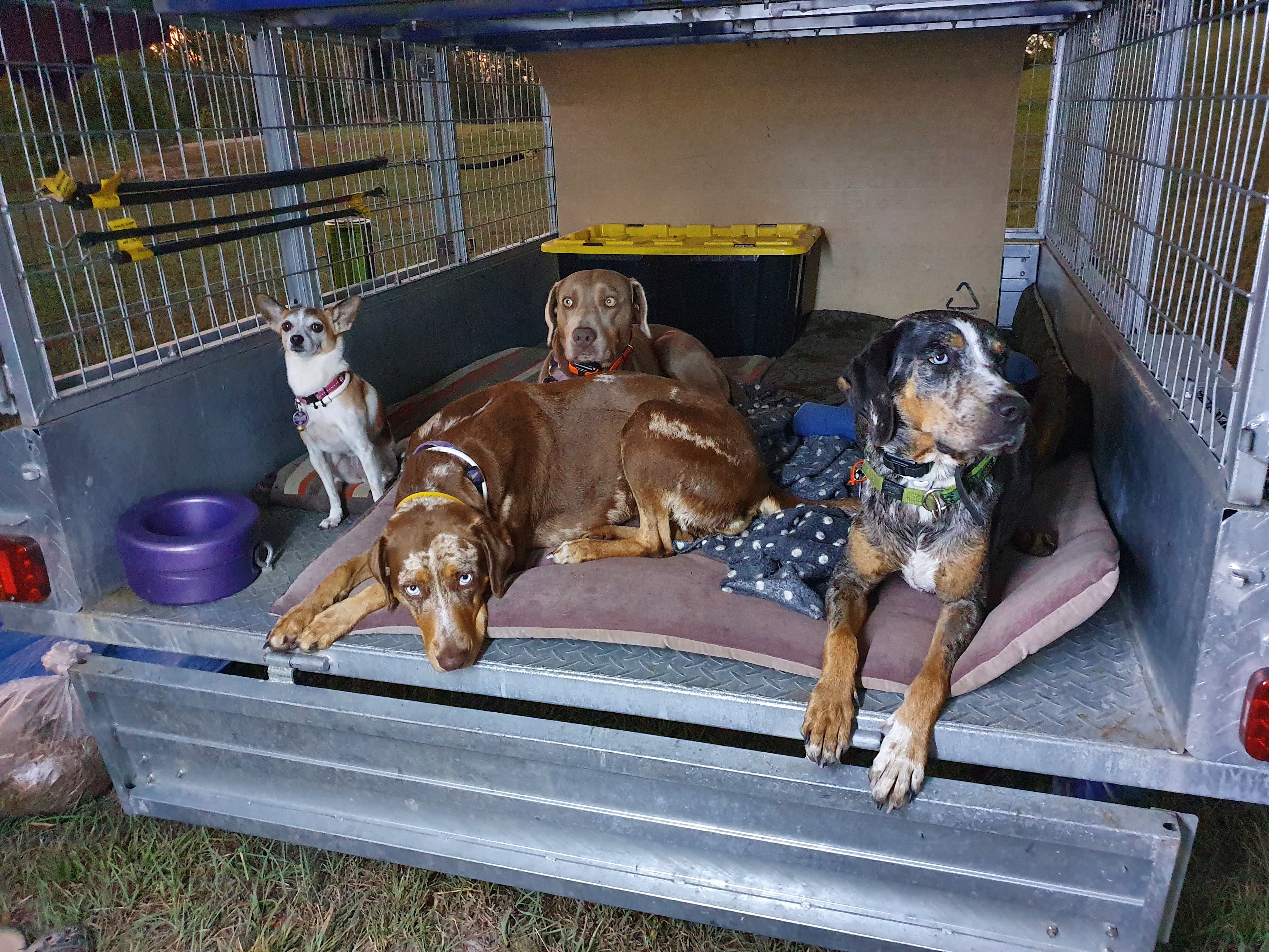 Our dogs loved it