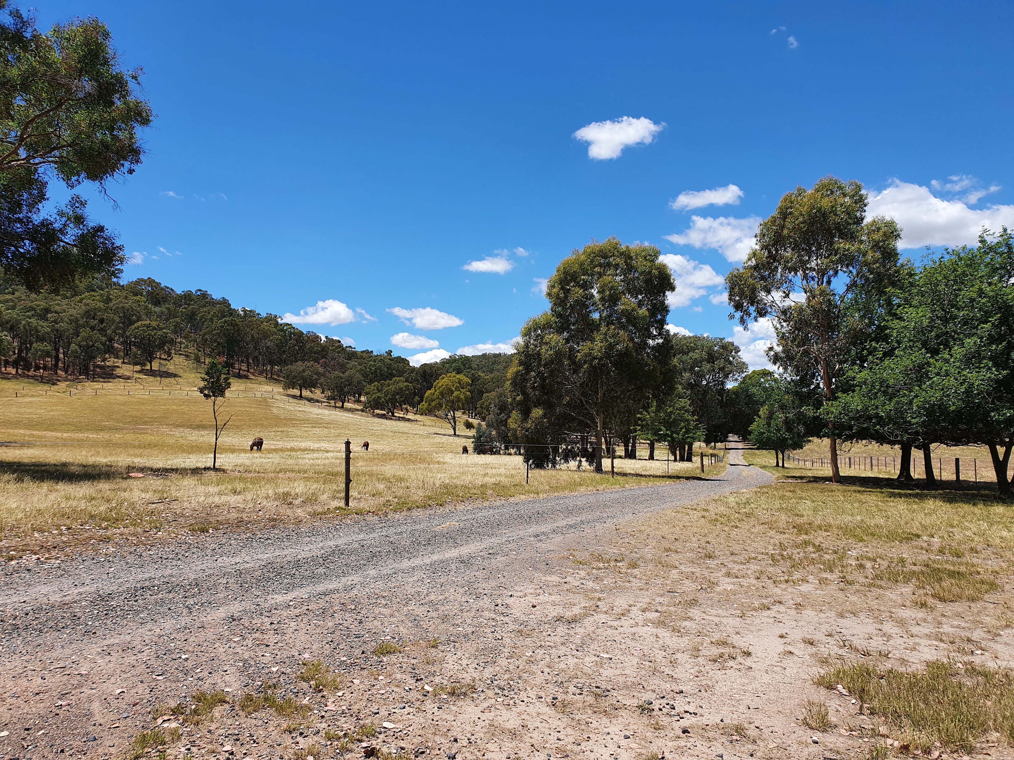 The view up the driveway when you enter the front gate.