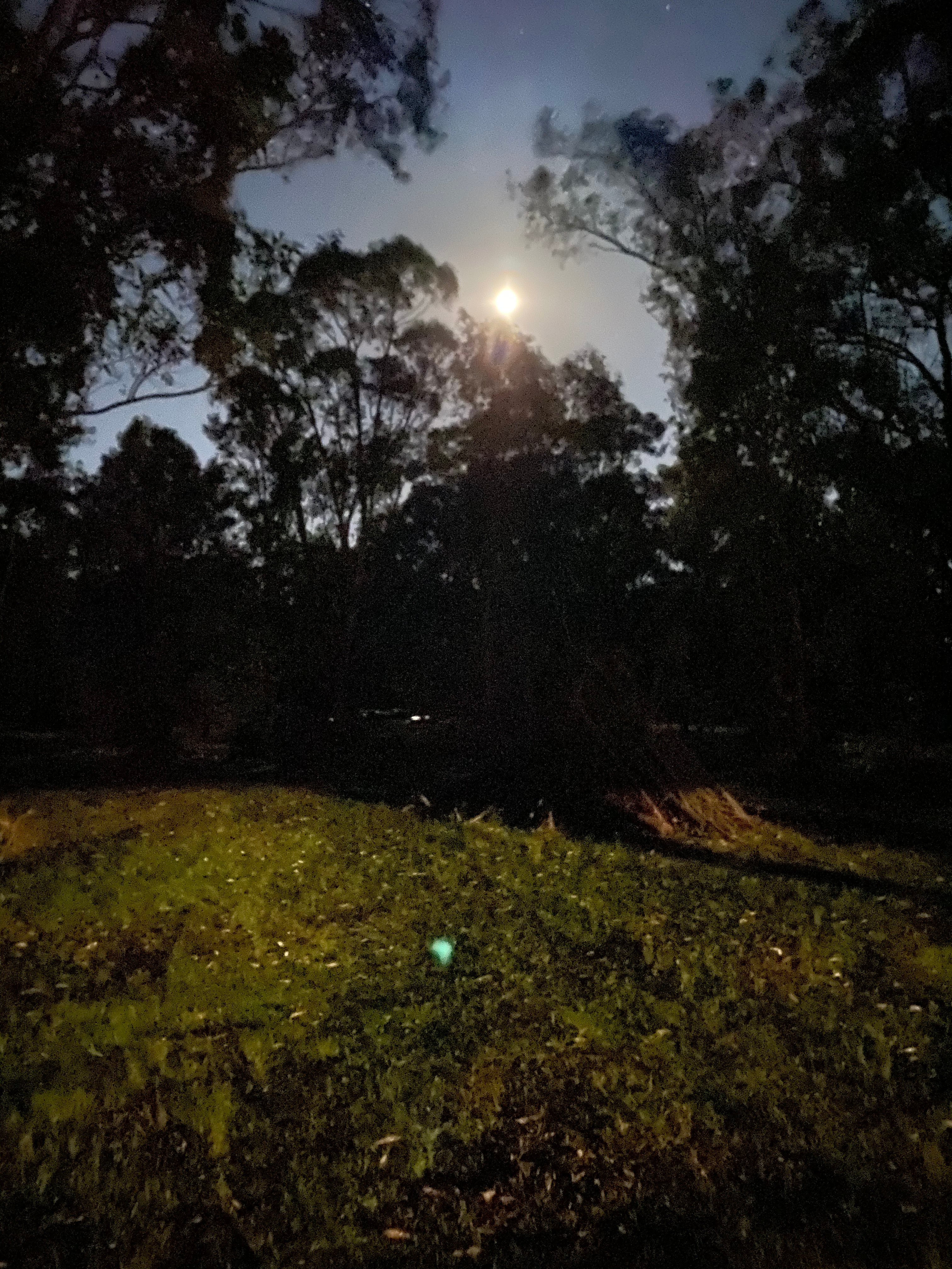 The full moon rising across the property from the little lake. 