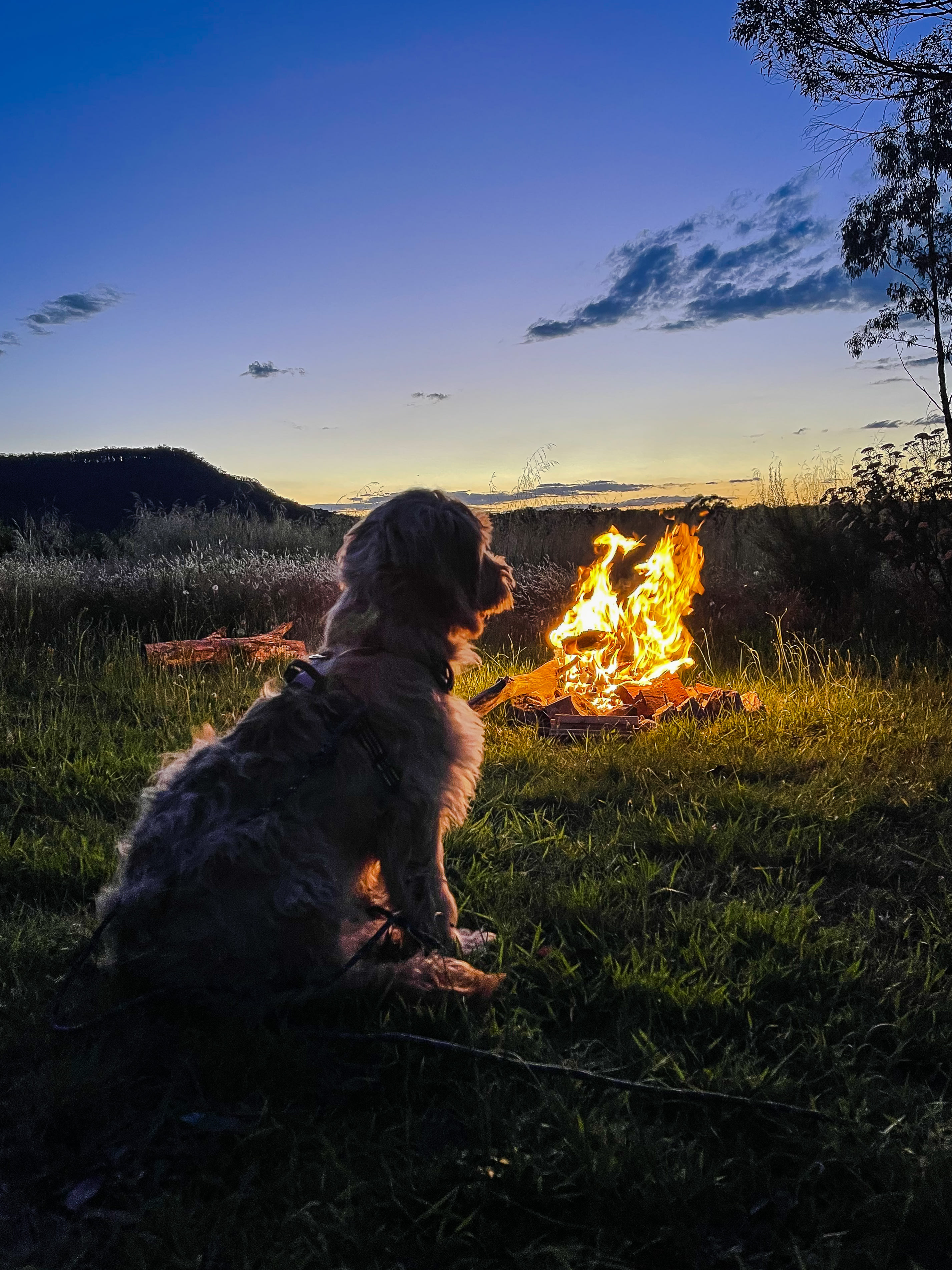 Our pup winding down for the night