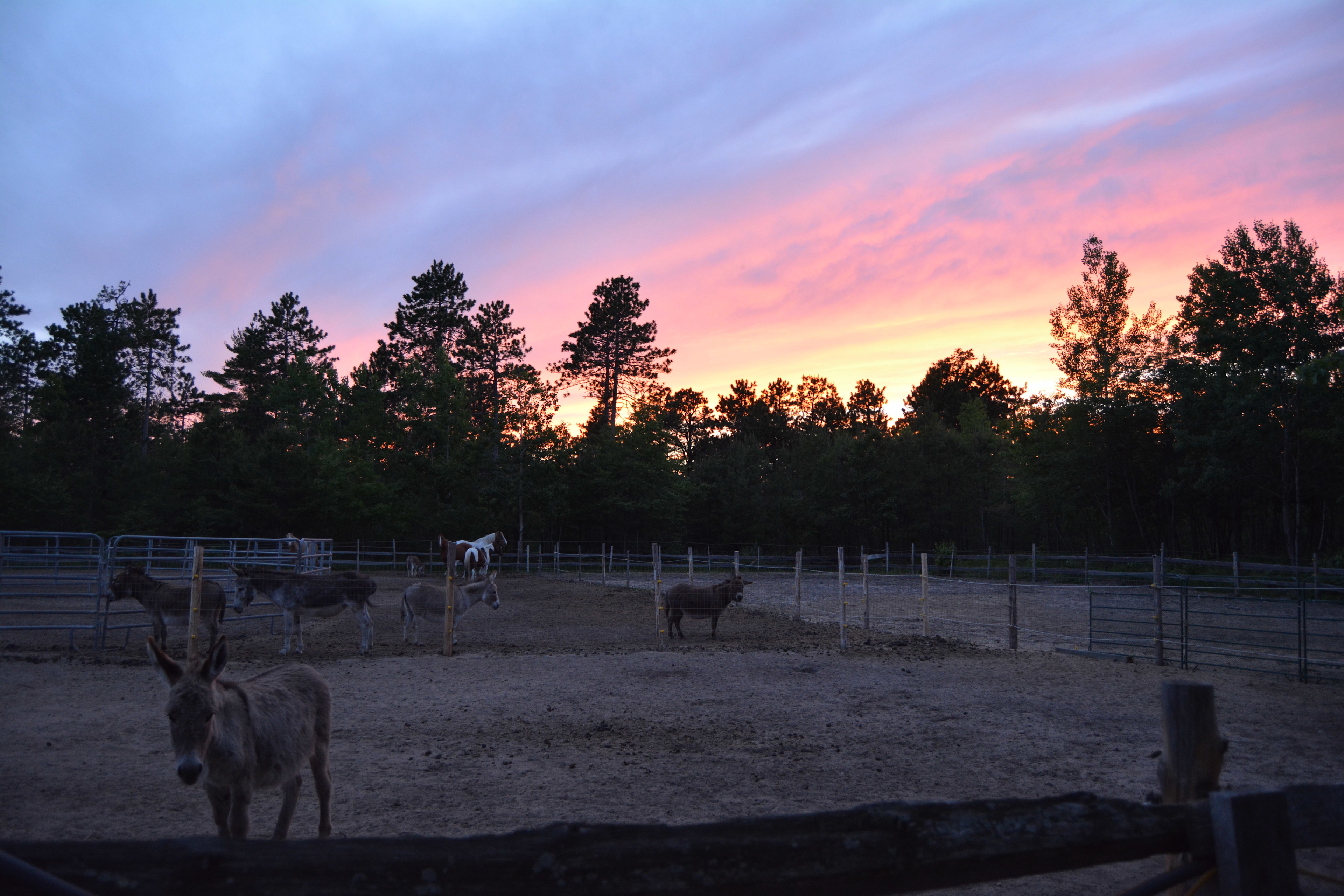 Kickin' Up Dust Farm
