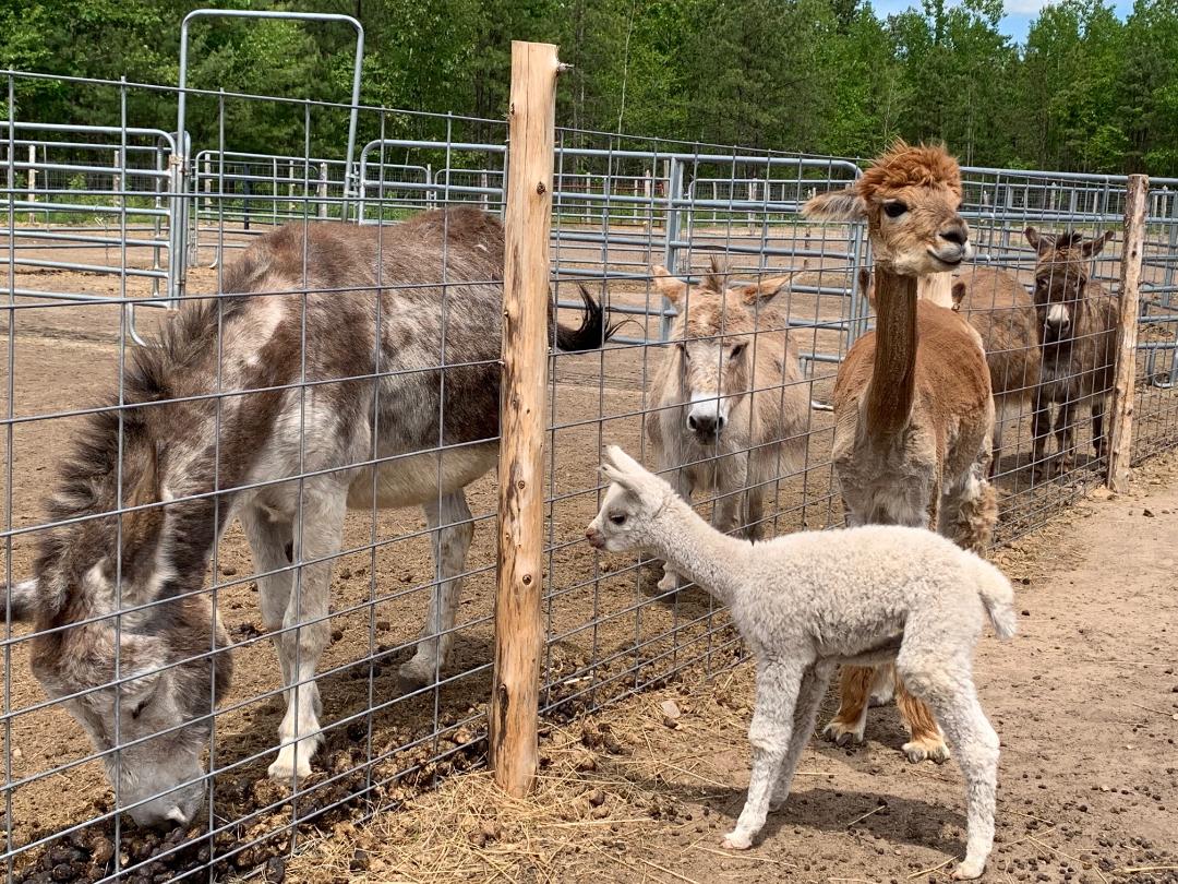 Kickin' Up Dust Farm