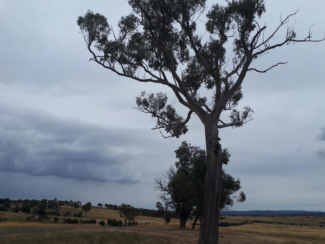 PEACEFUL RURAL PROPERTY SUTTON, NSW