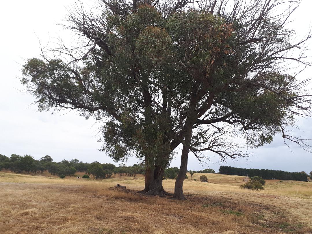 PEACEFUL RURAL PROPERTY SUTTON, NSW