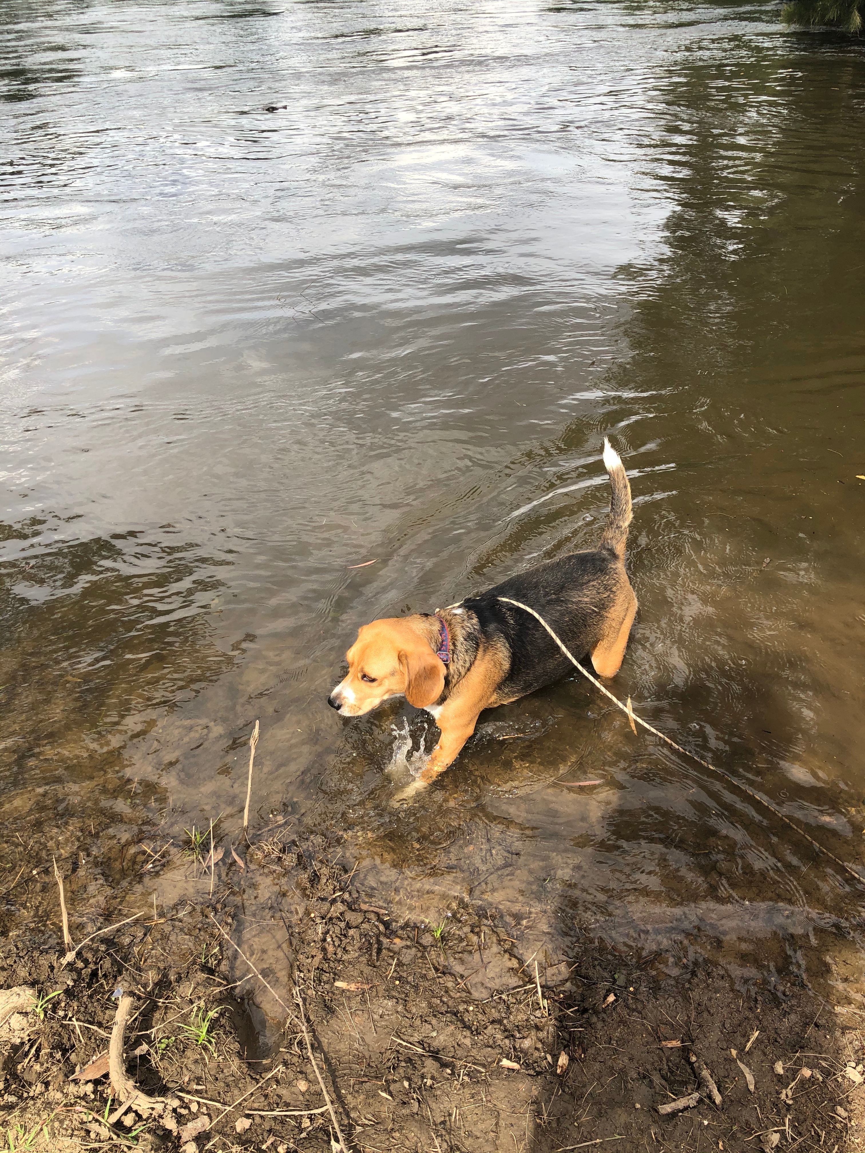 A dip in the Murrumbidgee 