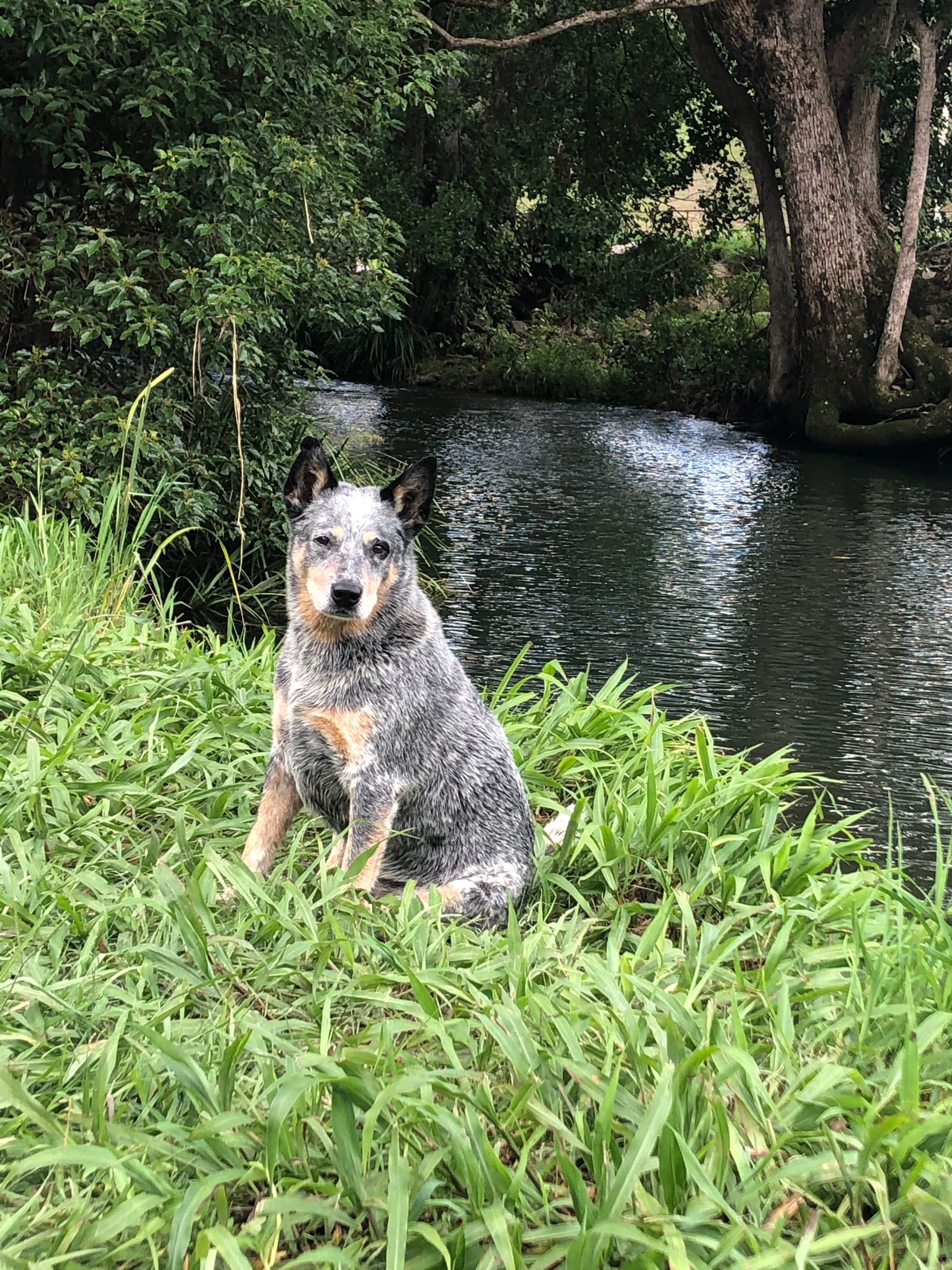 A Campsite on Crystal Creek