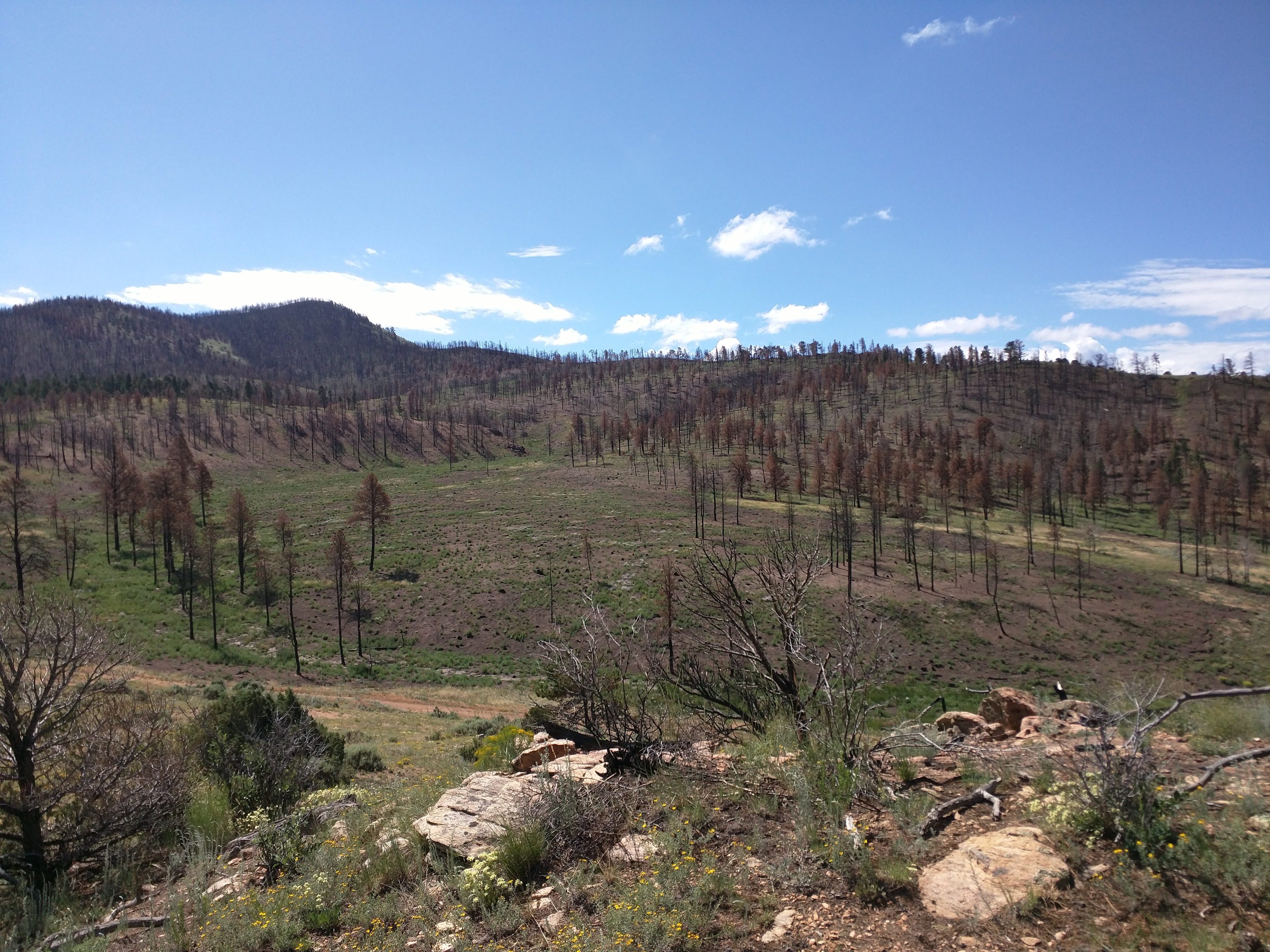 Area has changed a lot since the fire three years ago