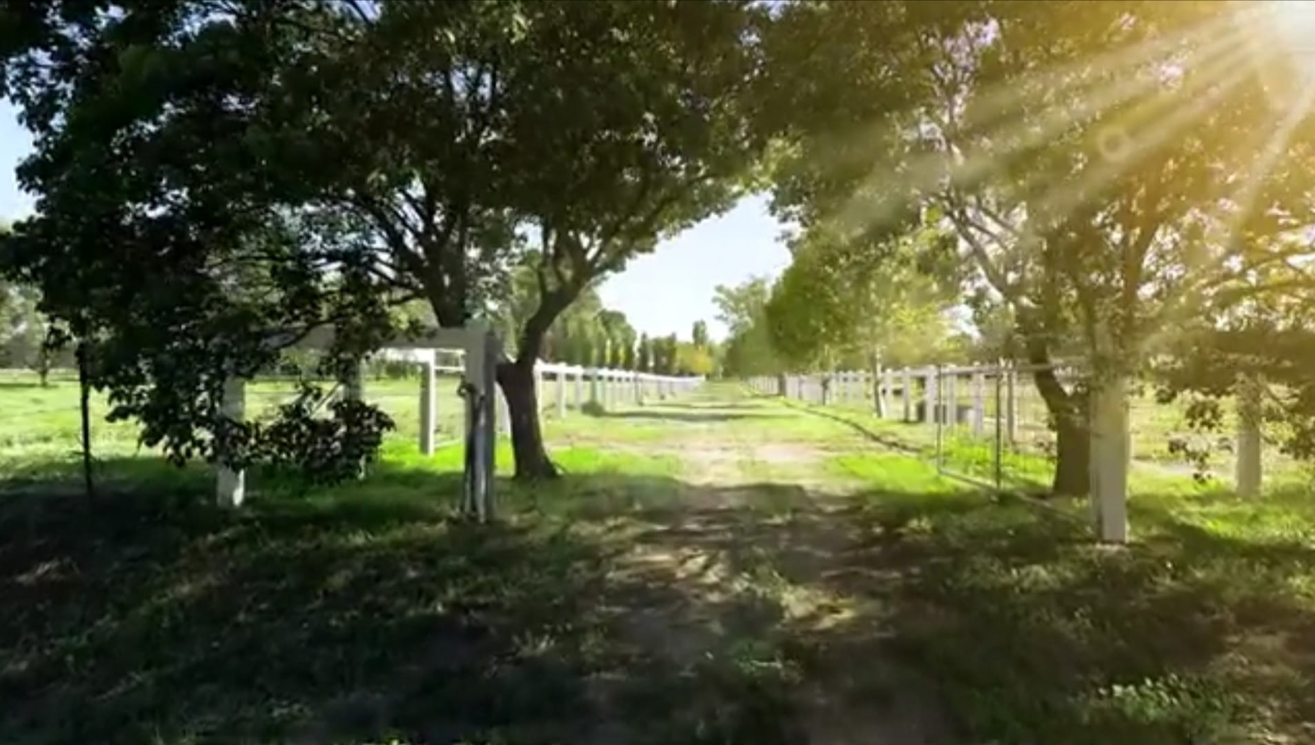 The tree lined laneway walk back to the campsite from the river