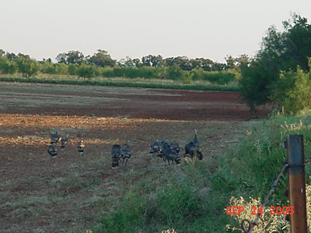 Pecan orchard