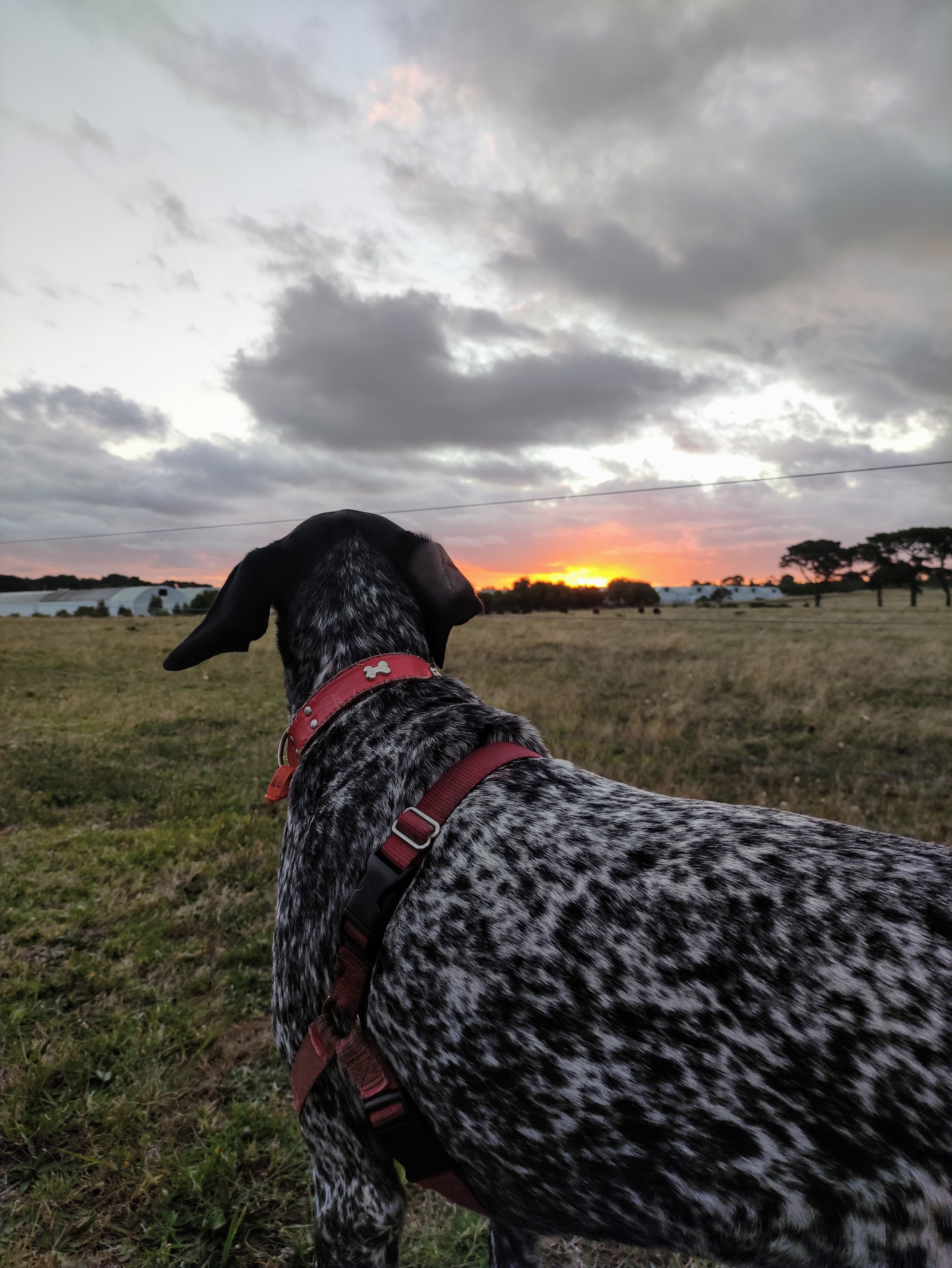 Shacks at Kardella Park