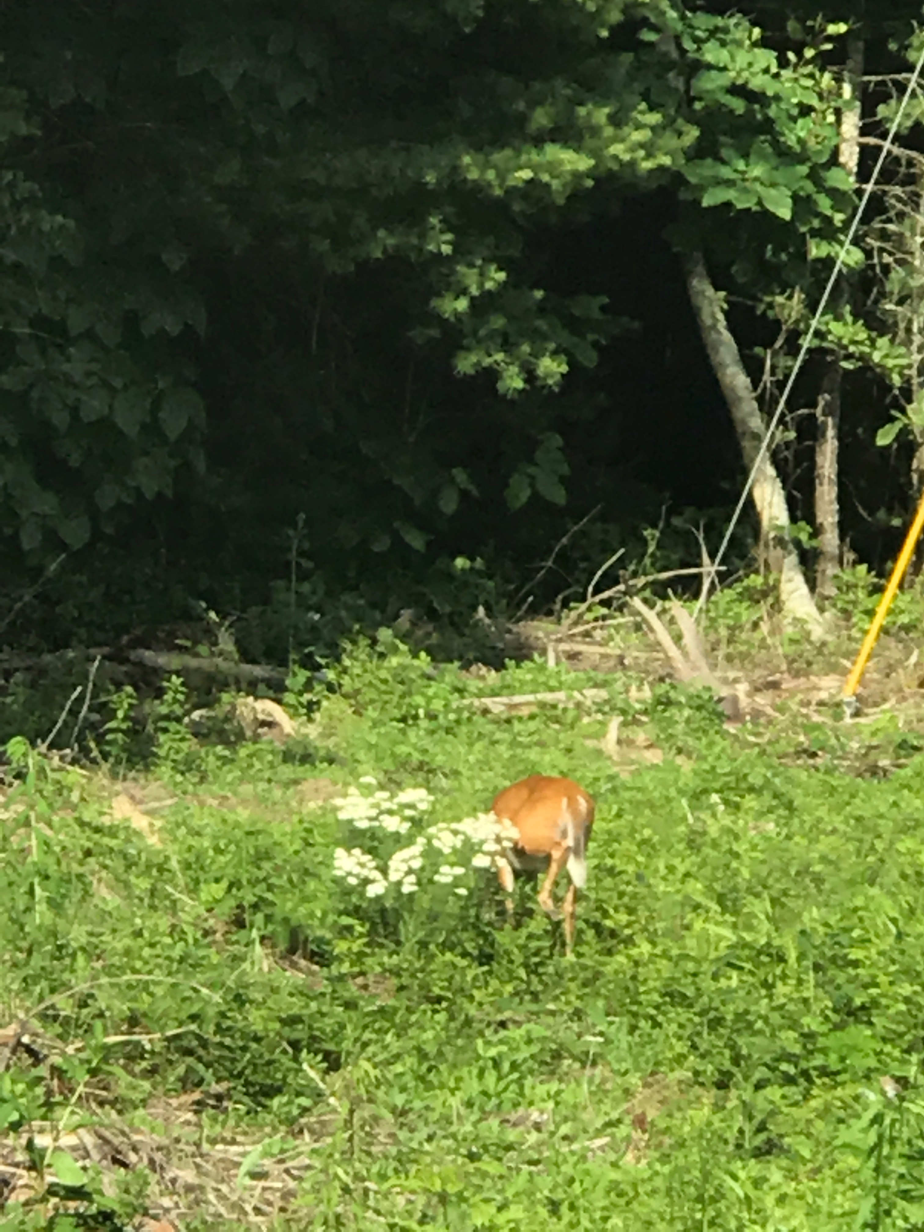 Here's a deer munching in the orchard. There is definitely wildlife around. We don't see them much but we hear coyotes, and occasionally see bear and bobcat tracks. 