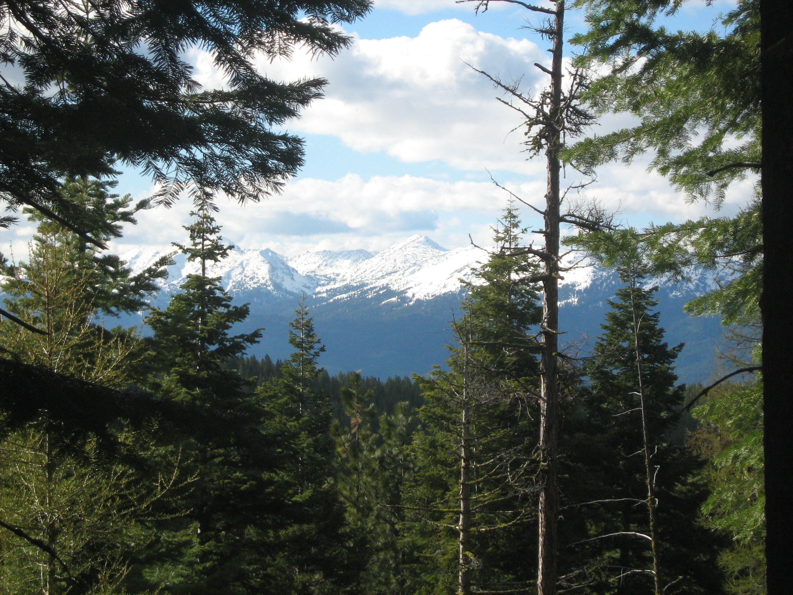Towering Tamaracks