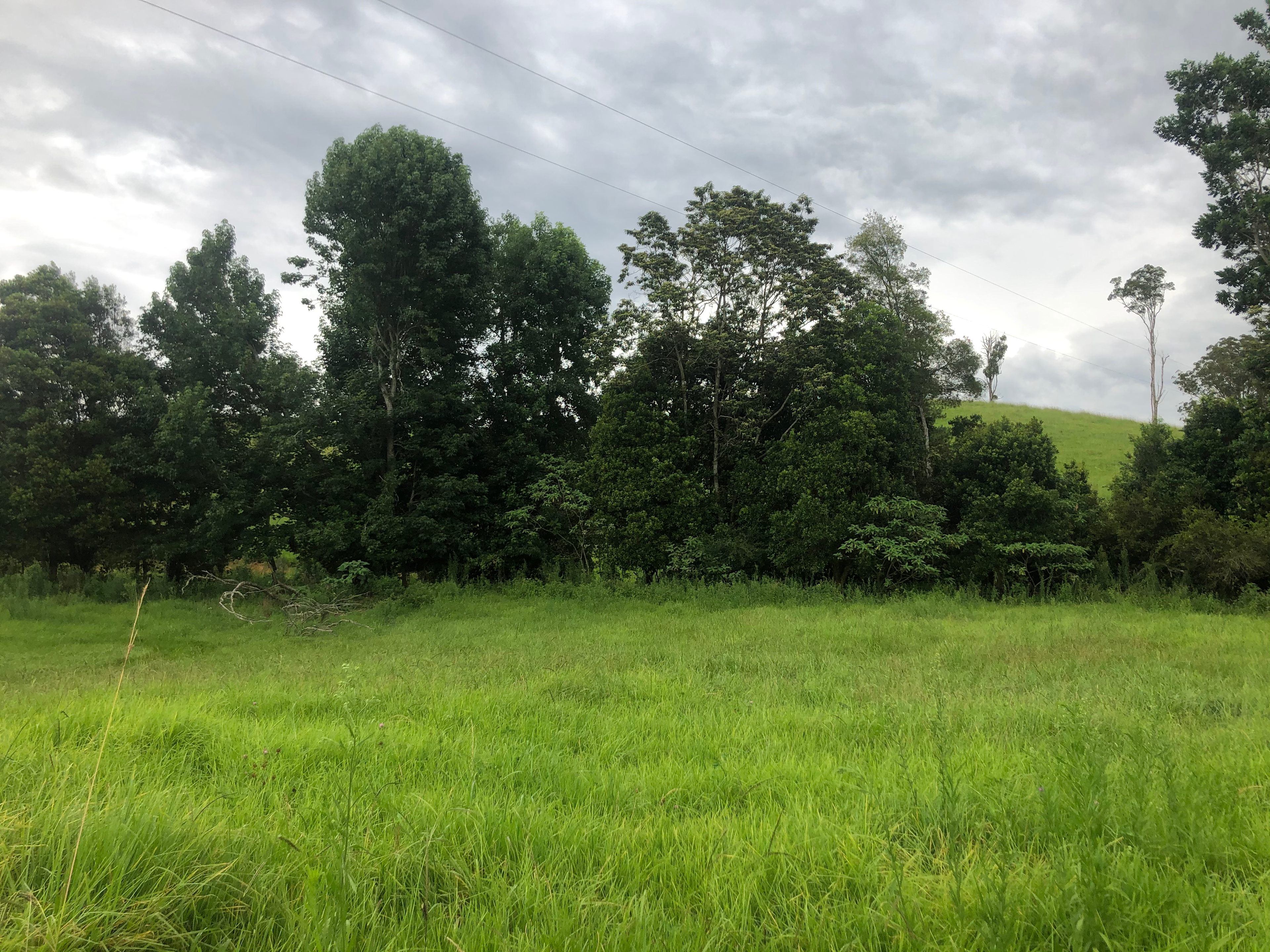 Levenvale Farm in Bellingen