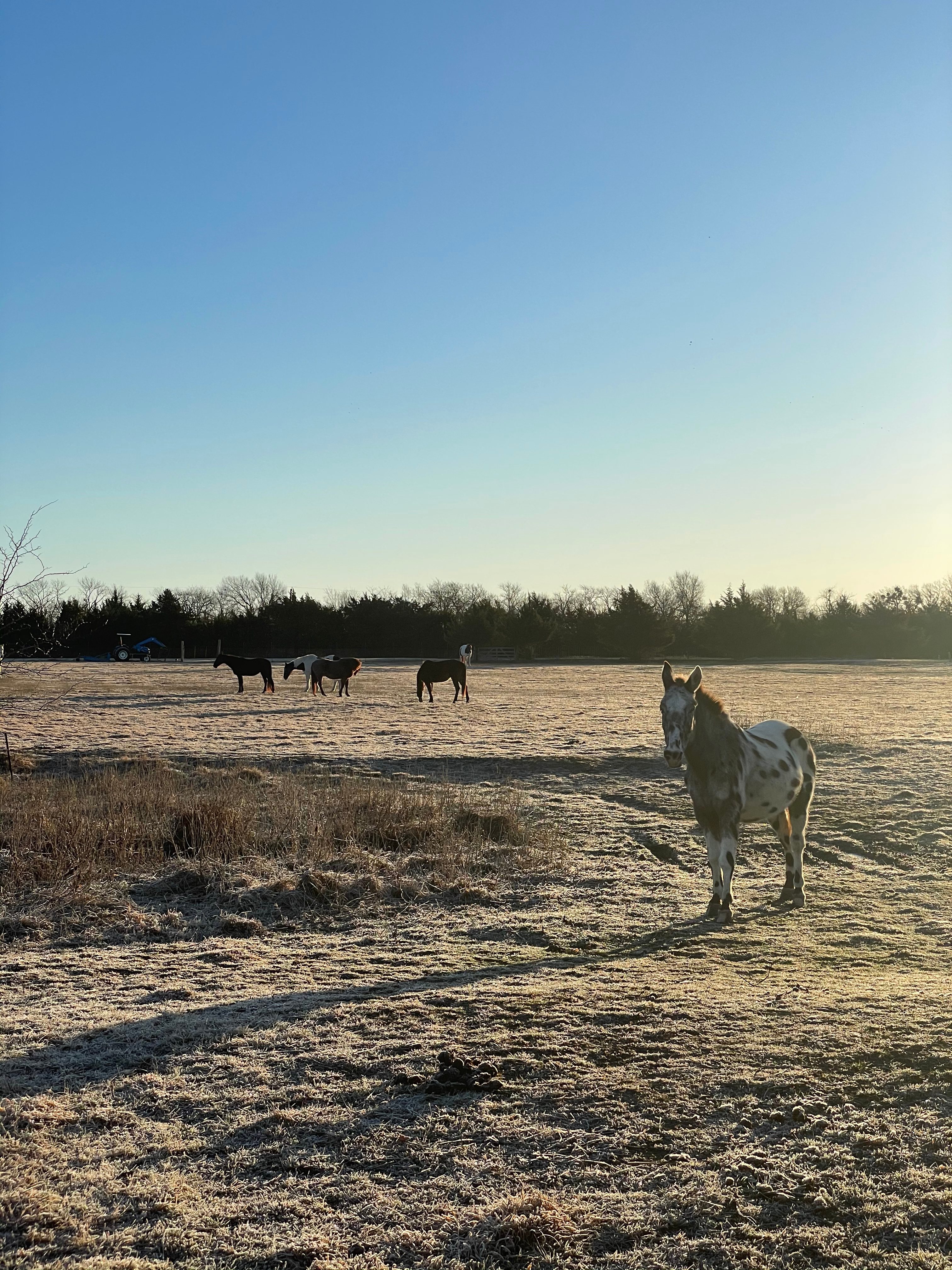 Sleep Under the Pecan Trees