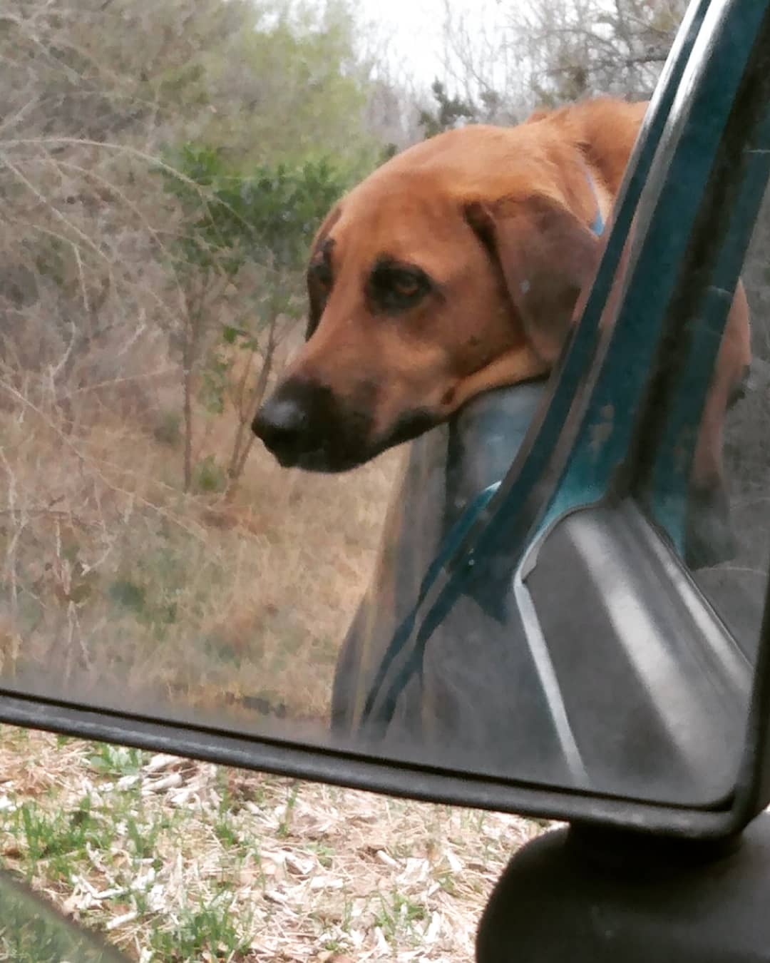 Buck enjoyed his time in the woods almost as much as I did! 🐾