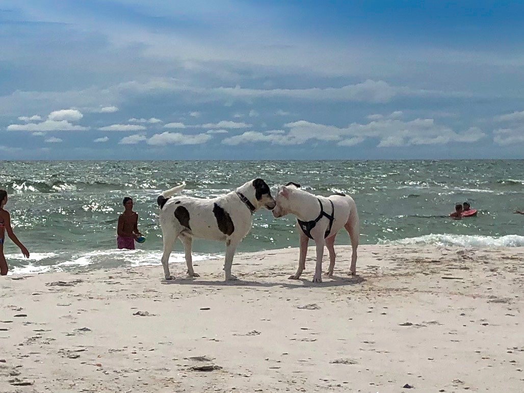 Escape to the Cape RV