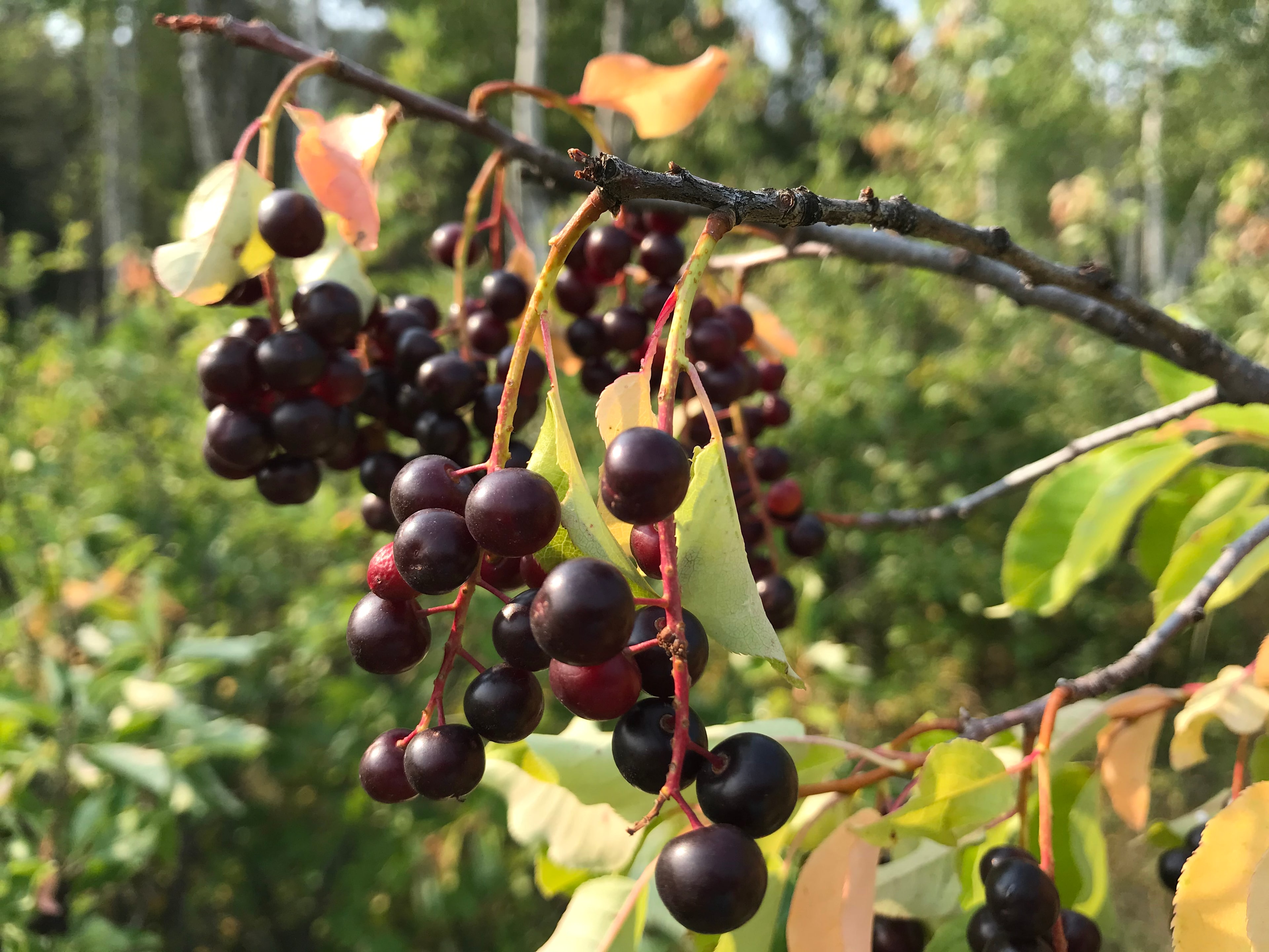 Choke Cherries at their peak, ready for picking.