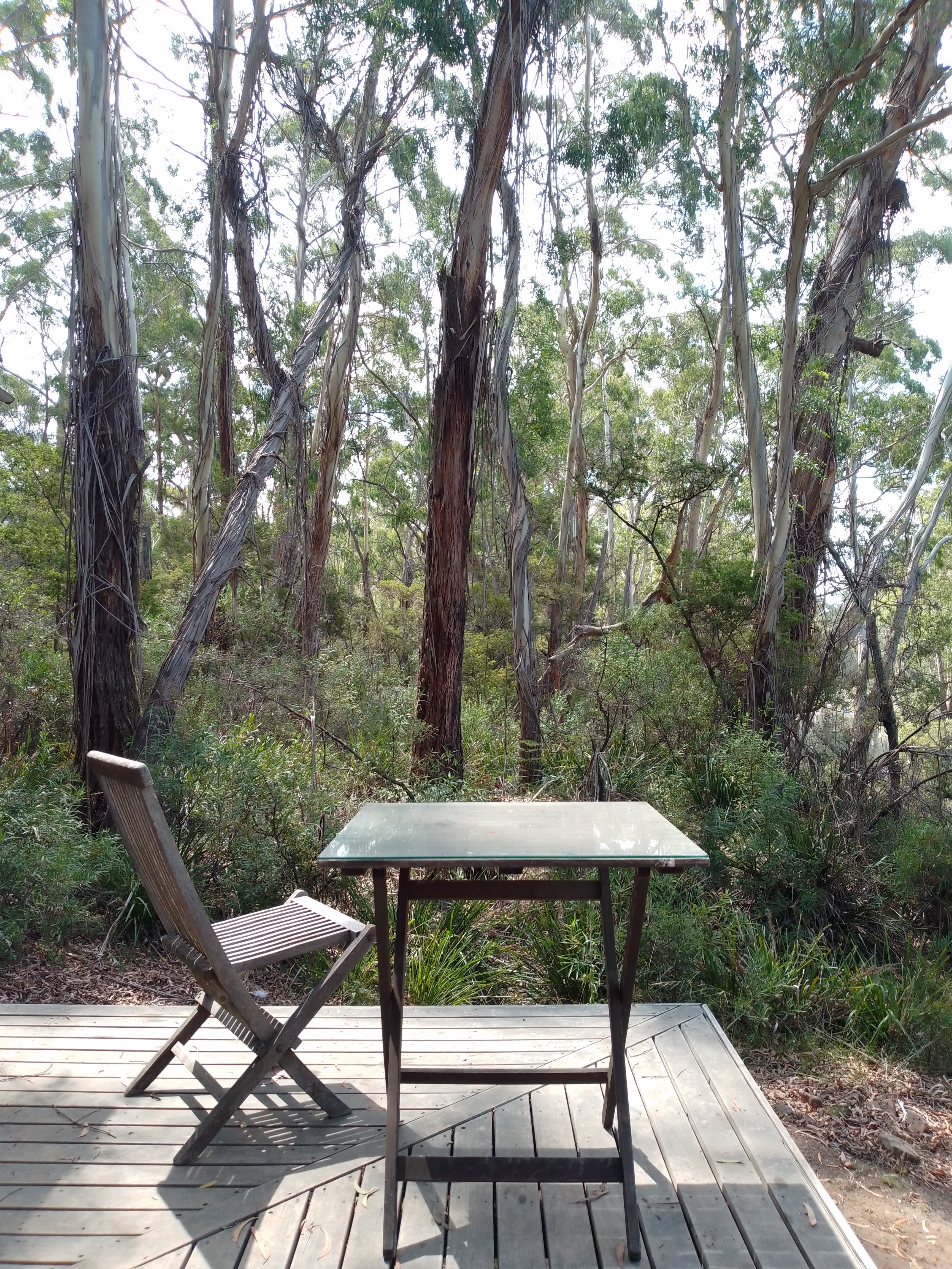 Scribbly Gum secluded bush camping