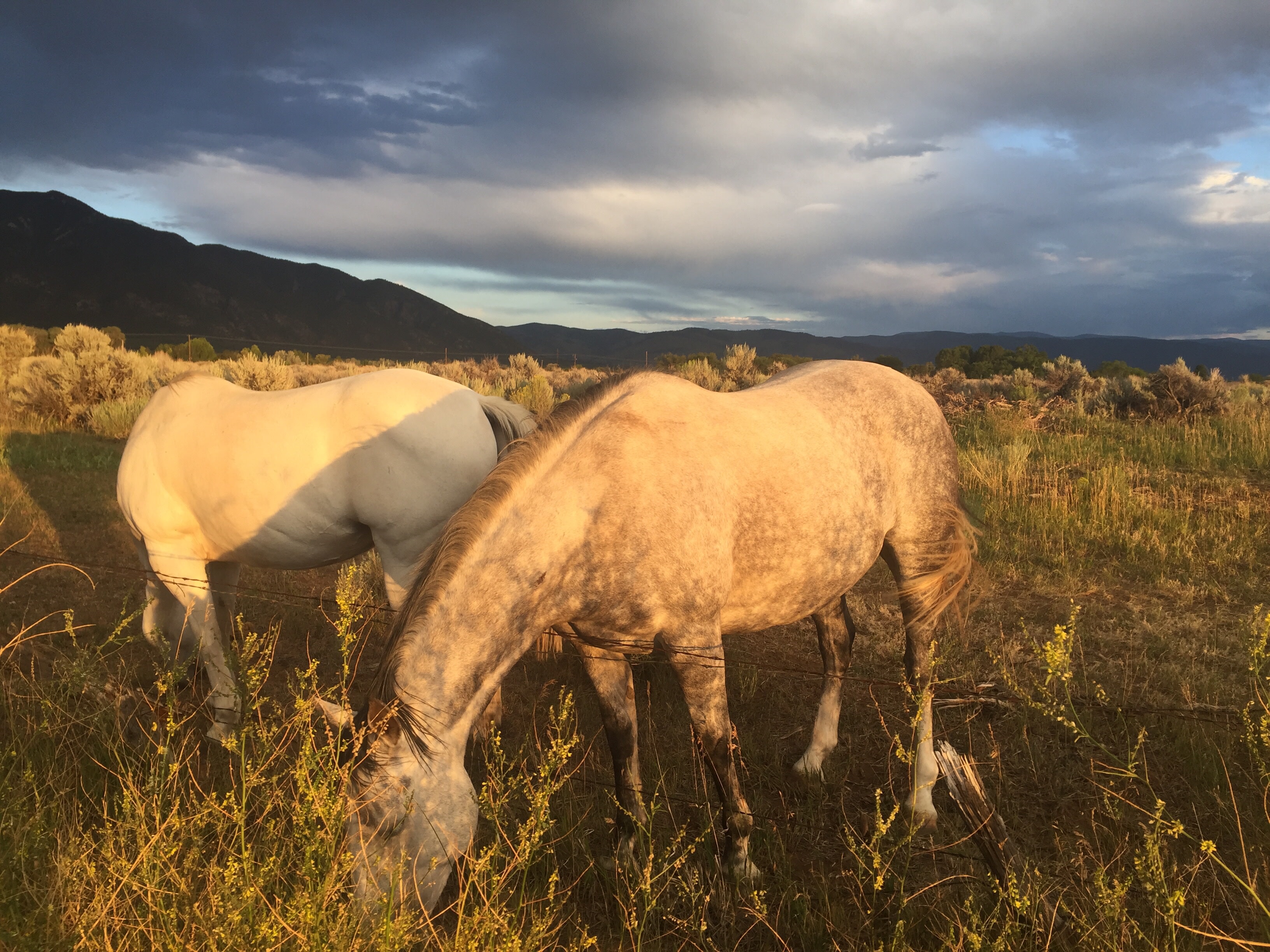 Dragonfly Mountain Ranch